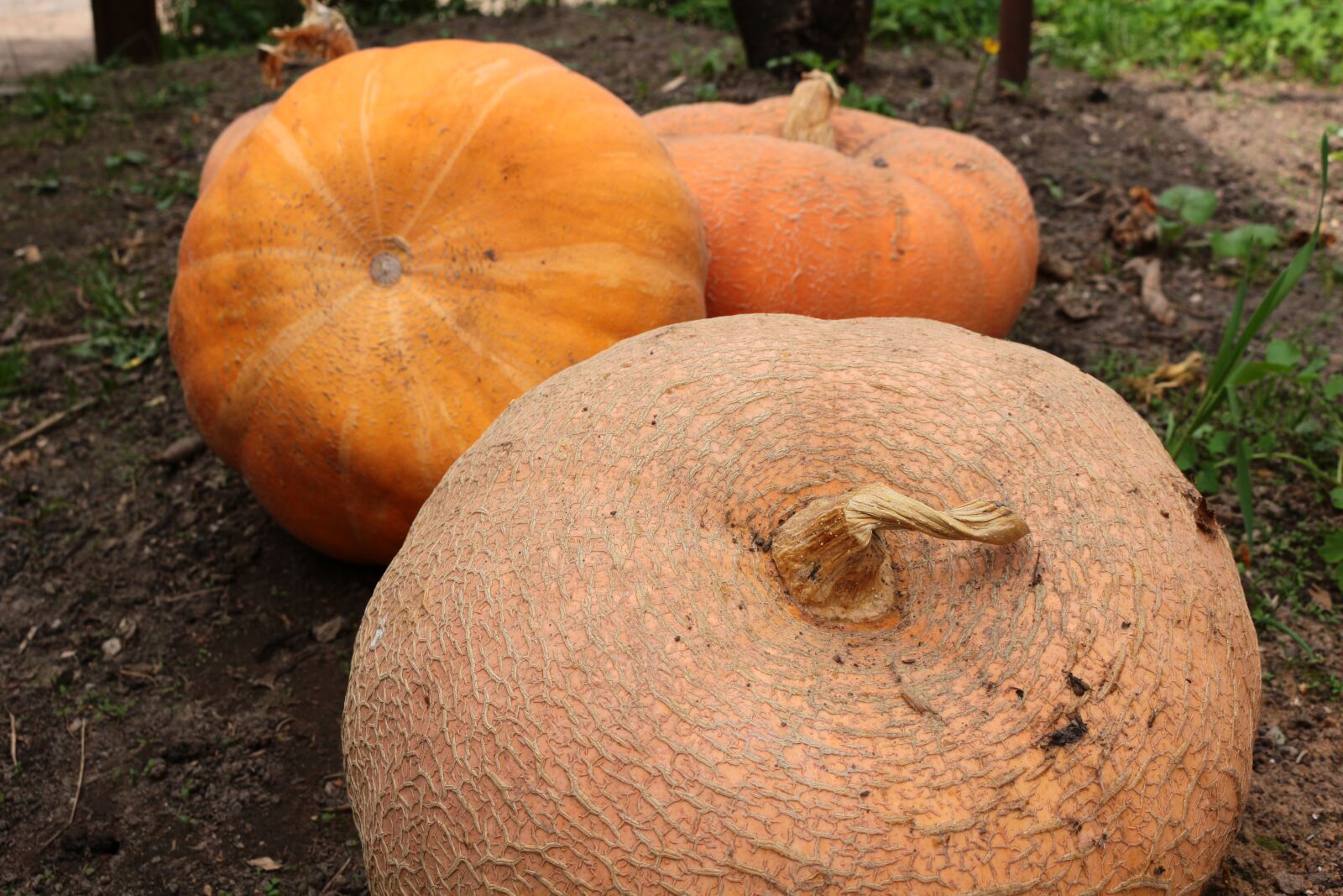 Canon EOS 100D (EOS Rebel SL1 / EOS Kiss X7) sample photo. Pumpkin, vegetable, village photography