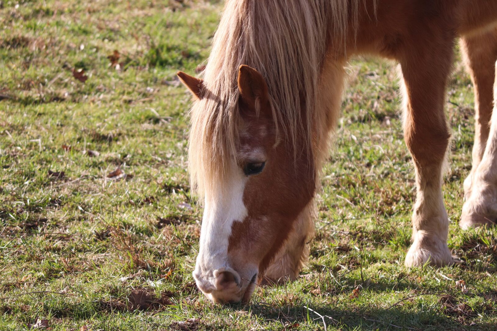 Canon EOS 200D (EOS Rebel SL2 / EOS Kiss X9) sample photo. Horse, graze, eat photography