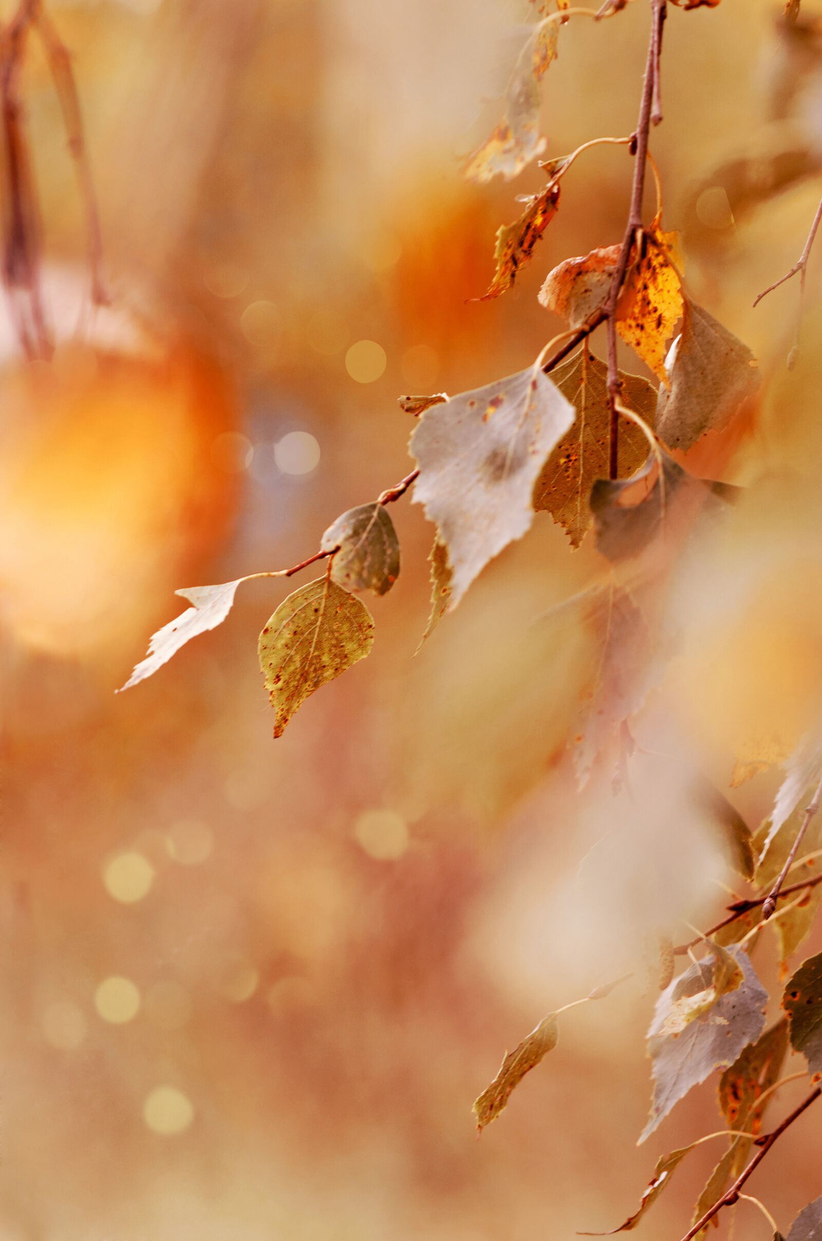 Nikon D5100 sample photo. Nature, park, autumn photography