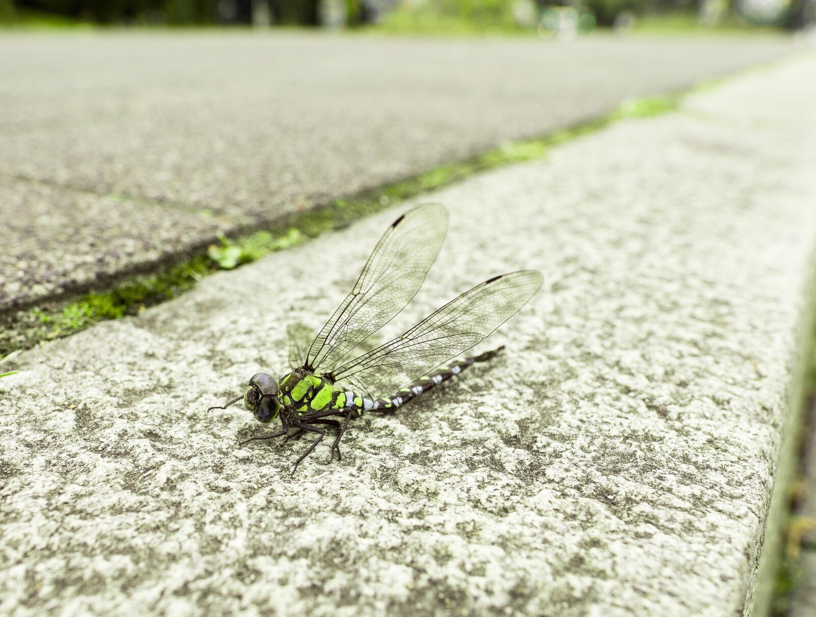 Canon EOS 5D Mark IV sample photo. Dragonfly, animal, wing photography