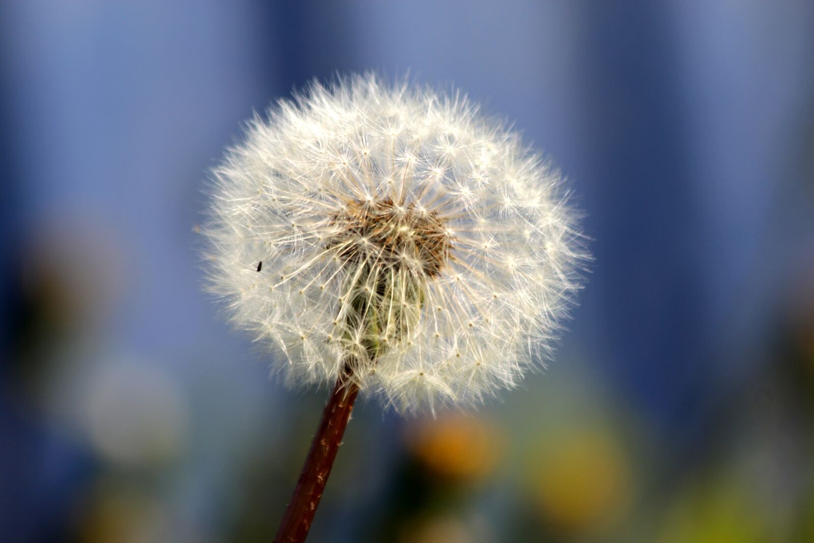 Canon EOS 650D (EOS Rebel T4i / EOS Kiss X6i) sample photo. Dandelion, furry, fluffy dandelion photography
