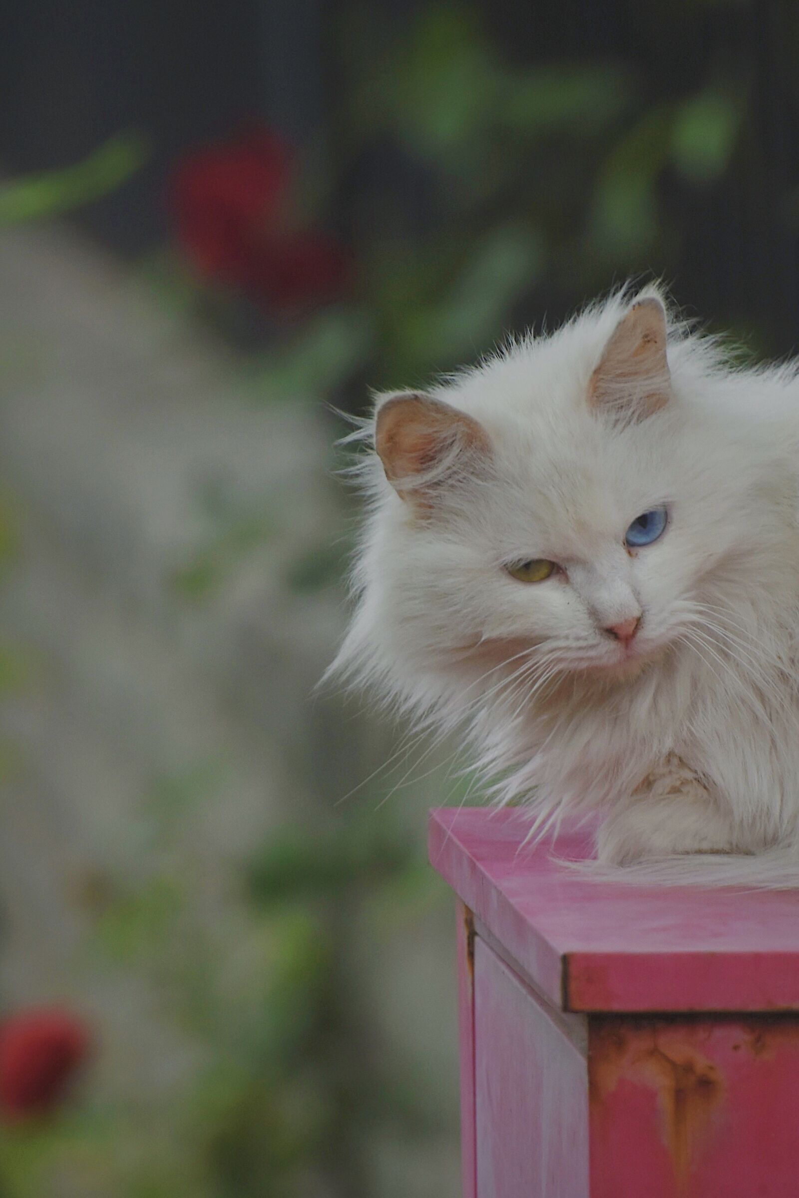Nikon D7200 sample photo. Cat, animal, fur photography
