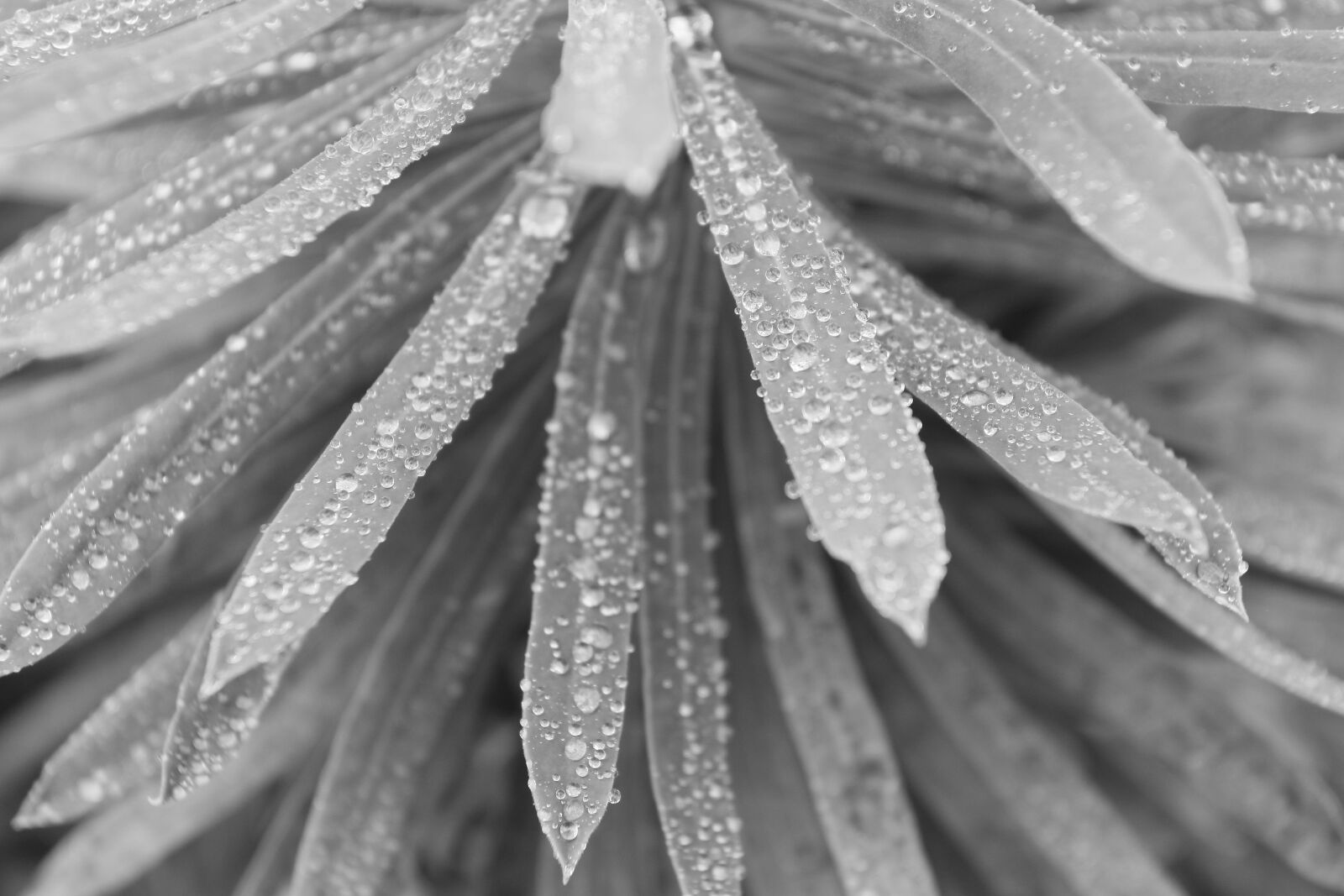 Canon EOS 500D (EOS Rebel T1i / EOS Kiss X3) sample photo. Droplets, leaves, dew photography