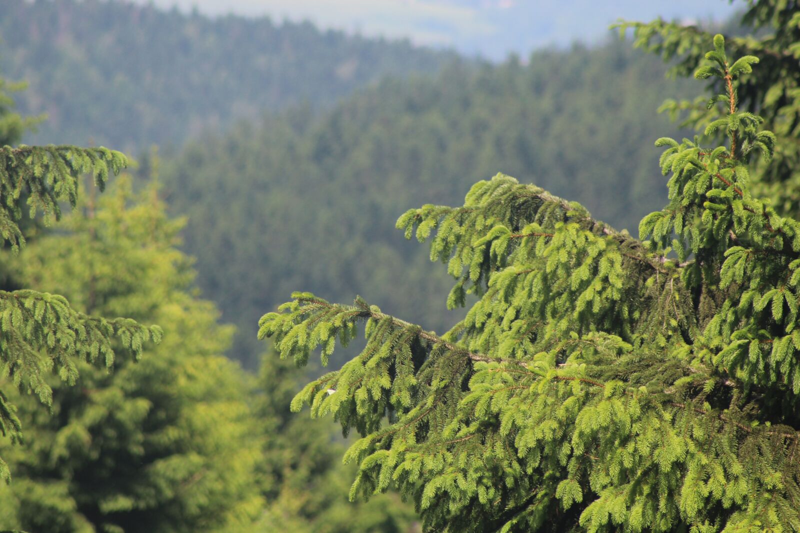 Canon EF75-300mm f/4-5.6 sample photo. Conifer, spruce, pine photography