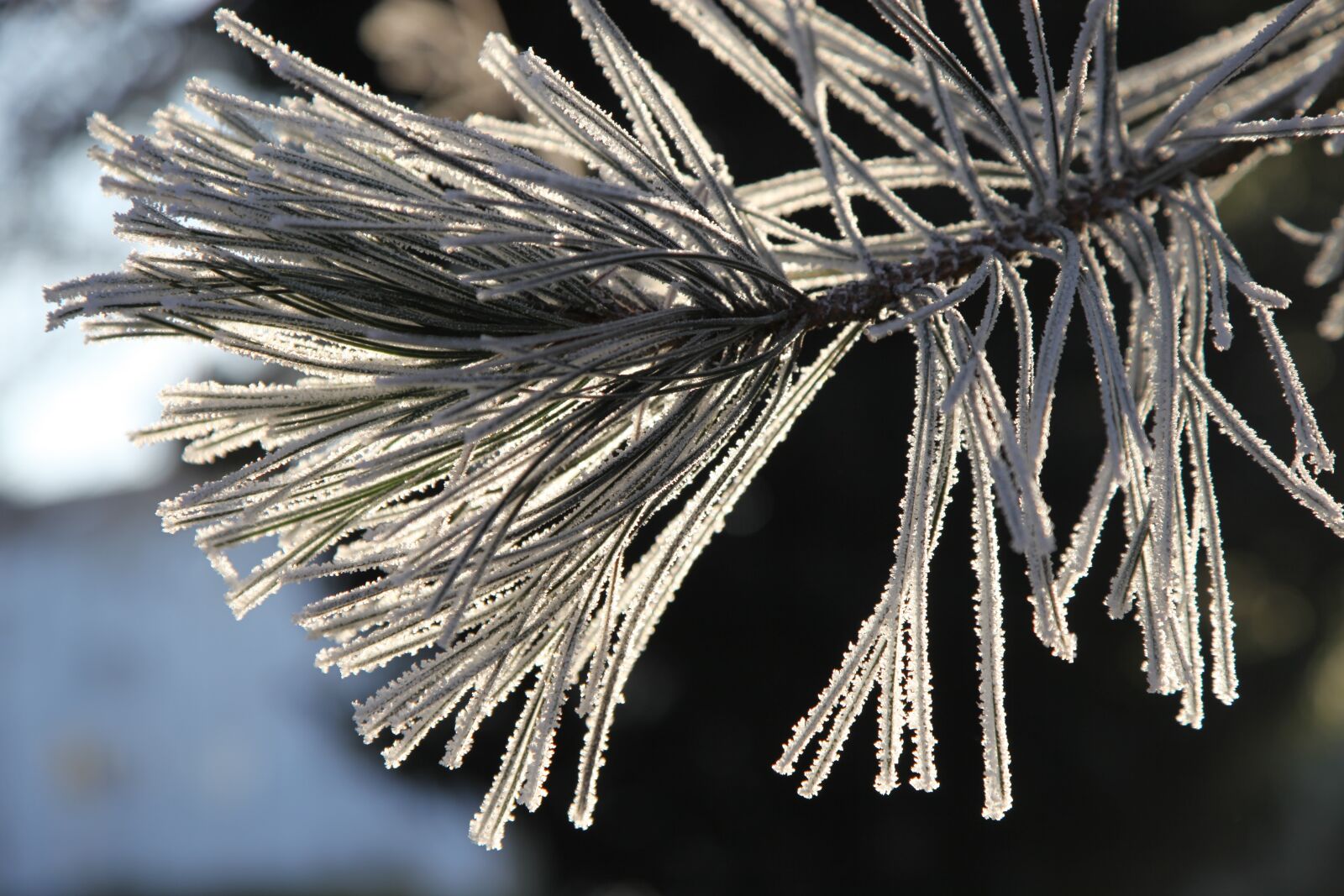 Canon EOS 5D Mark II sample photo. Frost, winter, cold photography