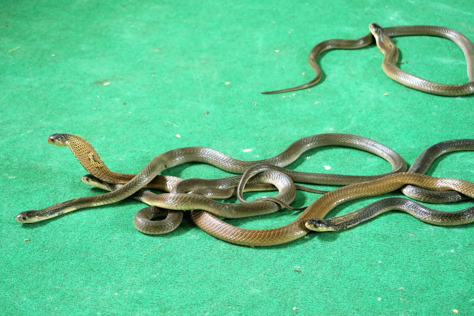 Canon PowerShot G7 X sample photo. Cobras, snakes, tourist animation photography
