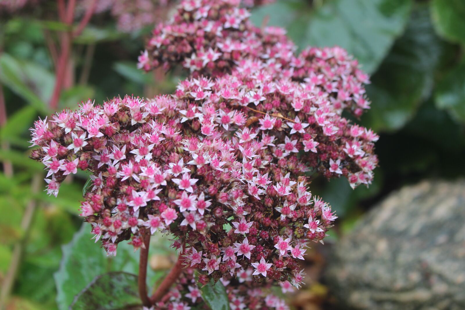 Canon EOS 600D (Rebel EOS T3i / EOS Kiss X5) sample photo. Flower, pink, pink flowers photography