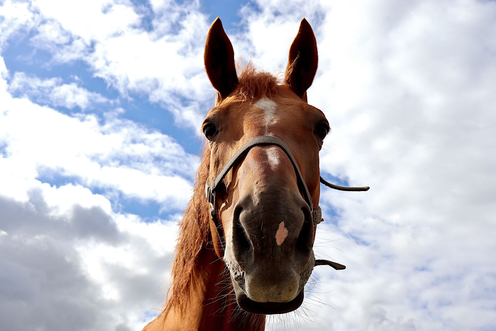 Canon EOS 800D (EOS Rebel T7i / EOS Kiss X9i) sample photo. Horse, equine, equestrian photography