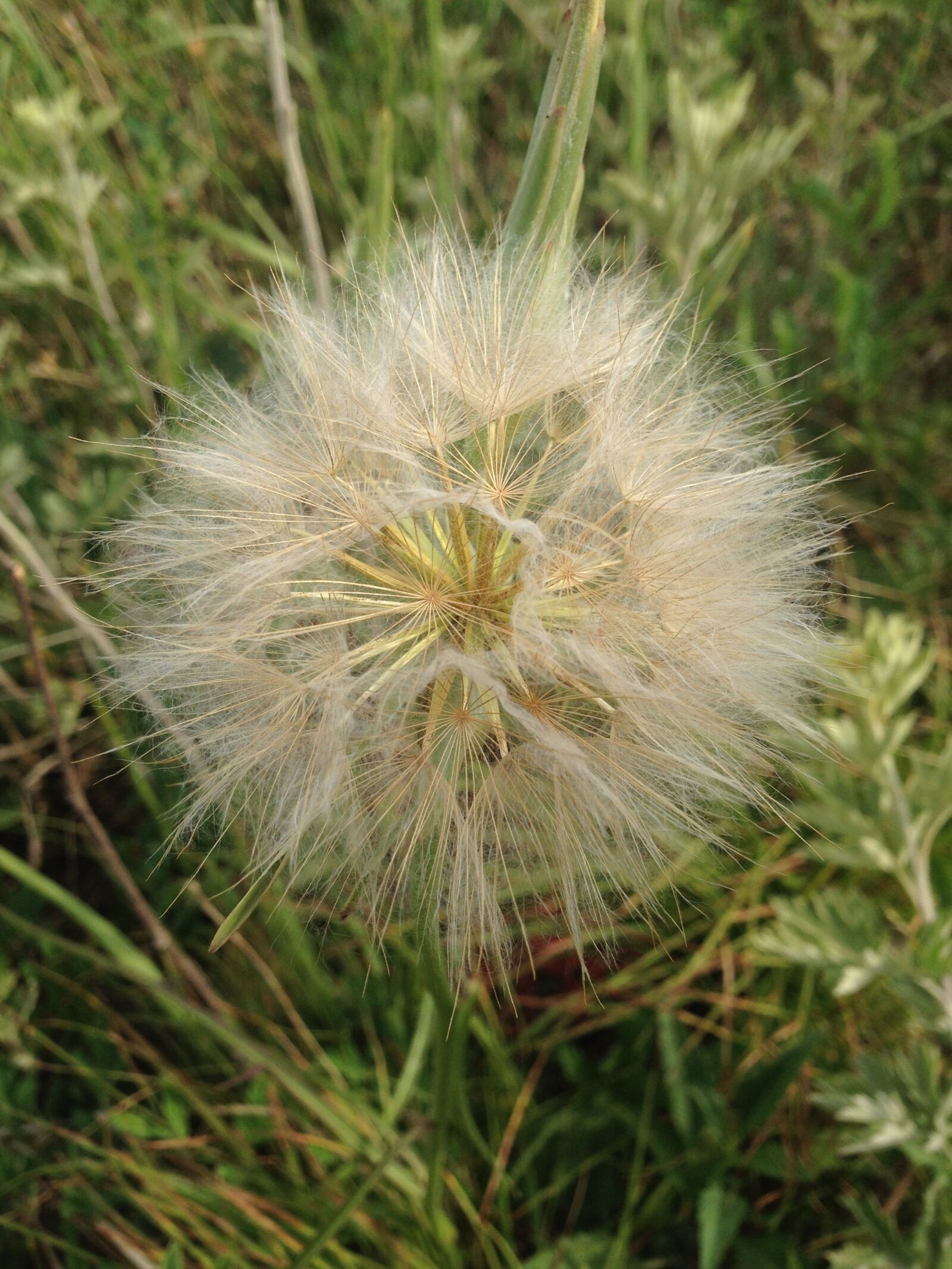 iPhone 5 back camera 4.12mm f/2.4 sample photo. Dandelion, green plants, summer photography