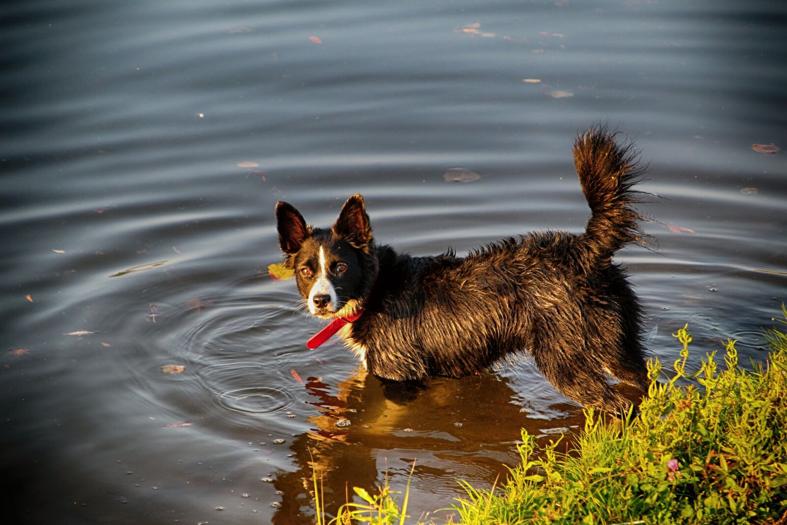 Canon EOS 1300D (EOS Rebel T6 / EOS Kiss X80) sample photo. Dog, water, animal photography
