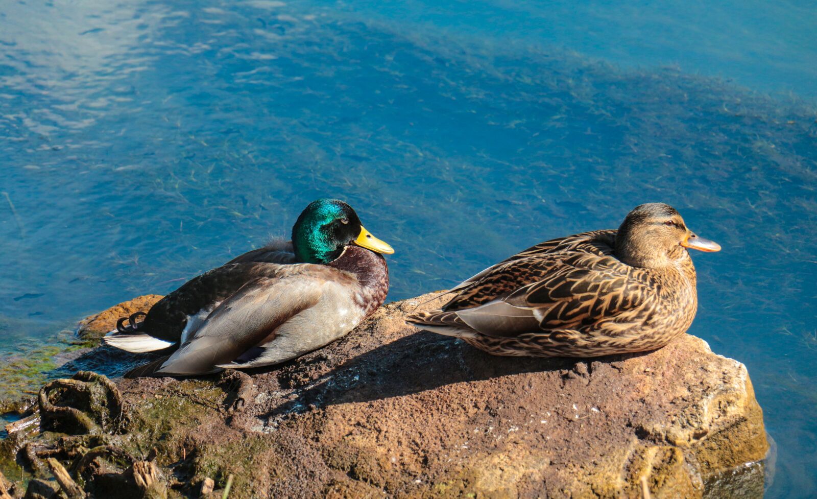 Canon EOS 700D (EOS Rebel T5i / EOS Kiss X7i) sample photo. Bird, nature, animal world photography
