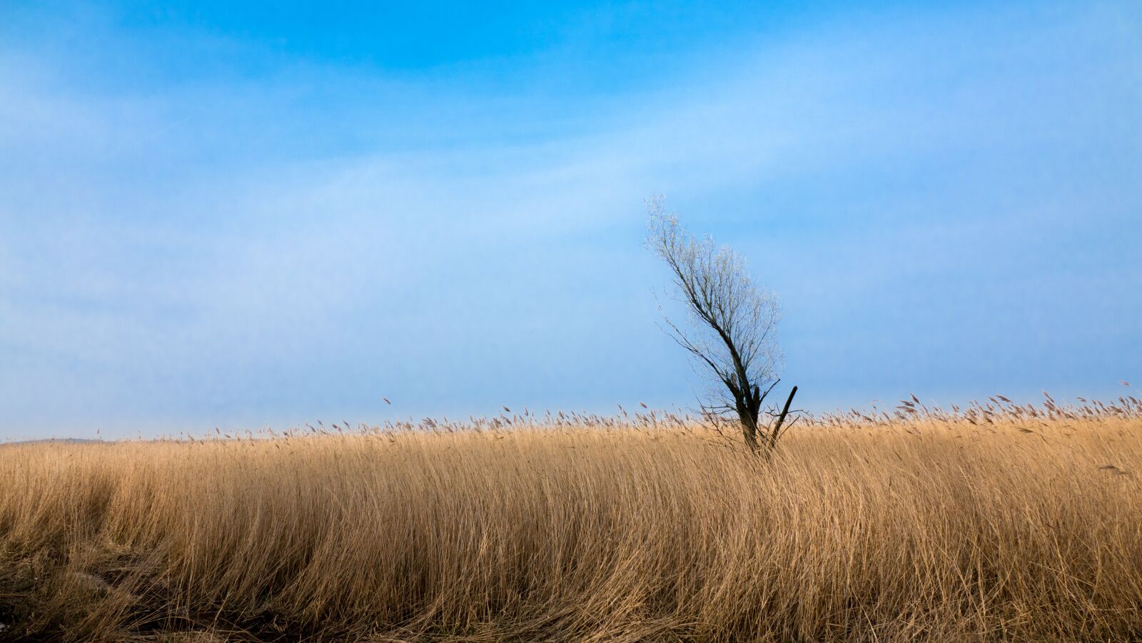 Sony Cyber-shot DSC-RX10 IV sample photo. Spring, blue sky, reed photography