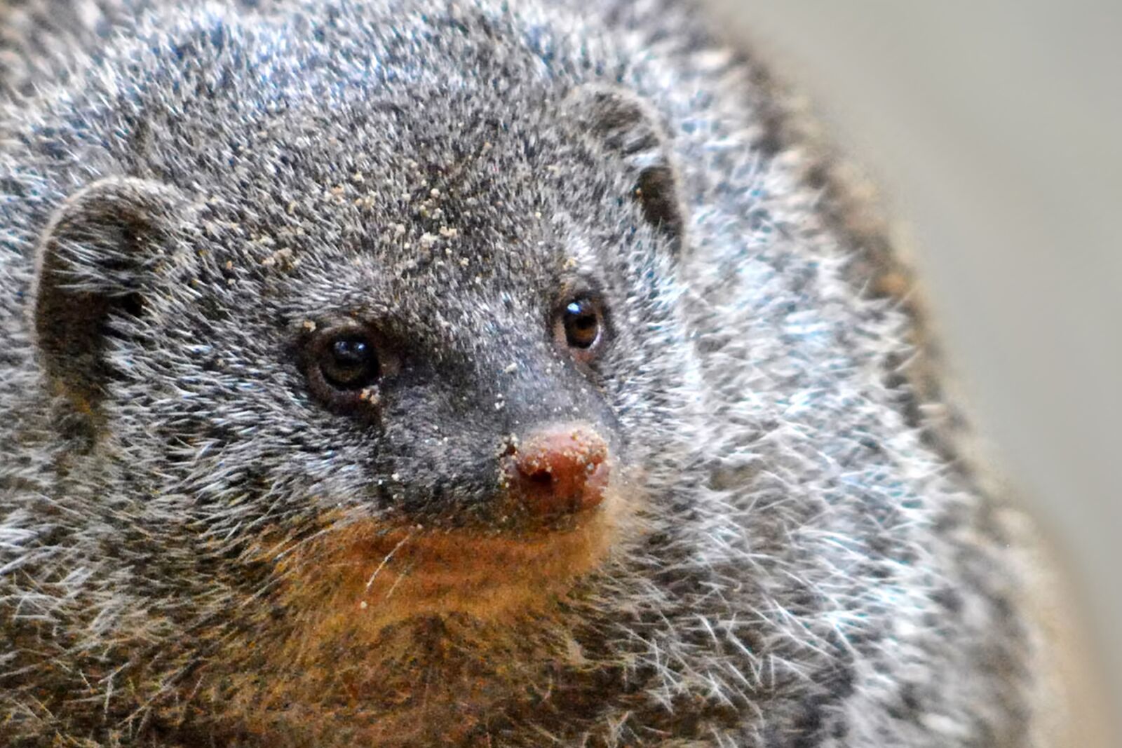 Nikon D3000 sample photo. Meerkat, zoo, mammal photography