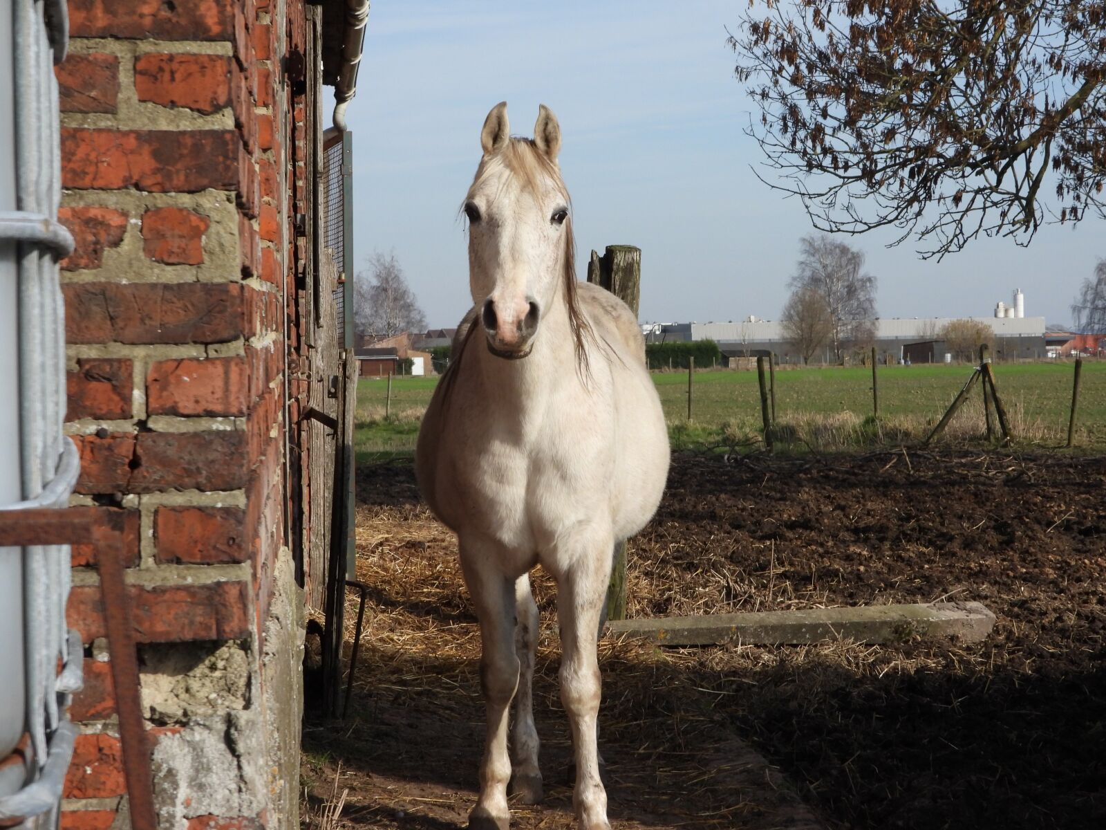 Nikon Coolpix P1000 sample photo. Horse, white, raphi photography