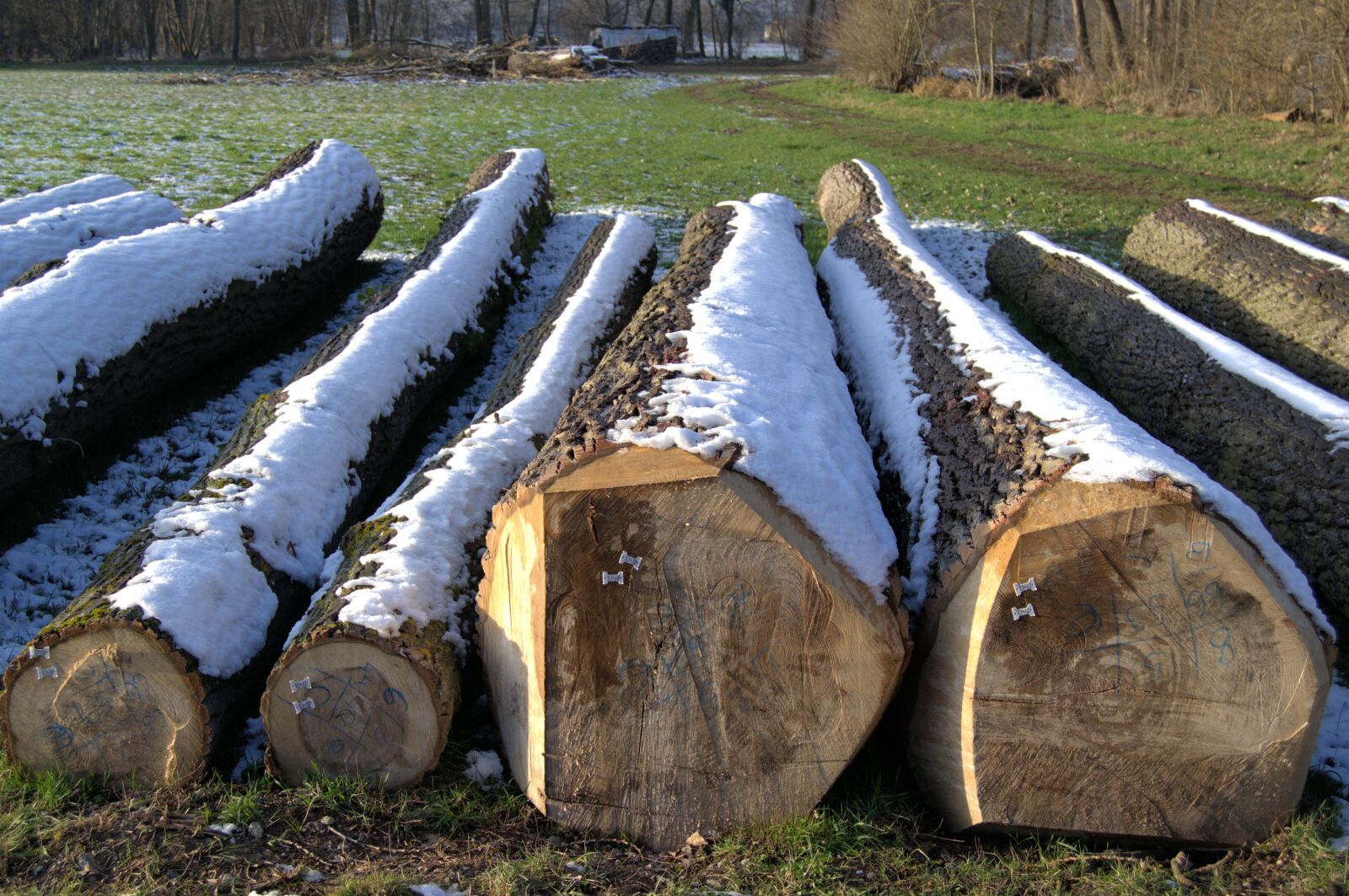 Nikon D3100 sample photo. Winter, log, snow photography