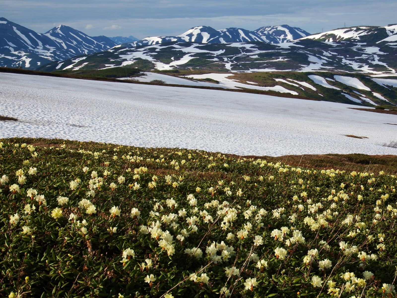 Fujifilm FinePix S1 sample photo. Flowers, rhododendrons, mountains photography