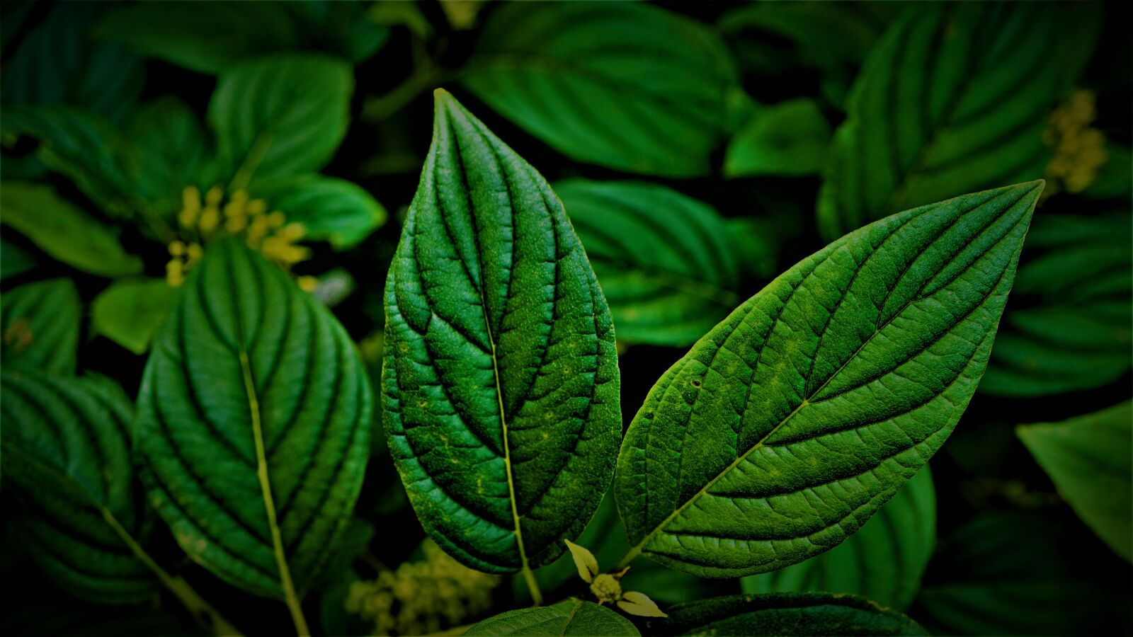 Sony a6000 + Sony E 30mm F3.5 Macro sample photo. Leaves, bush, green photography