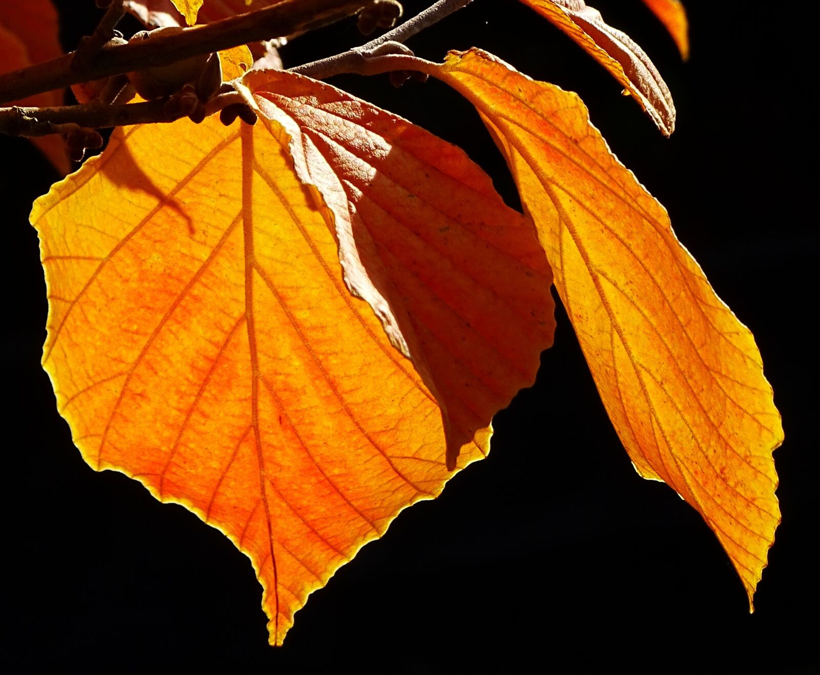 Sony Cyber-shot DSC-HX400V sample photo. Autumn, discoloration, leaves photography