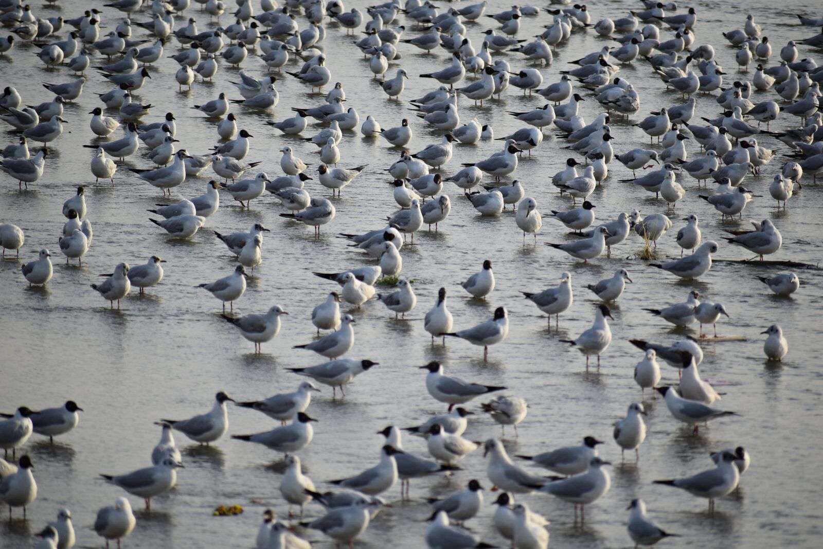 Nikon D3300 sample photo. Seagulls, flock, birds photography
