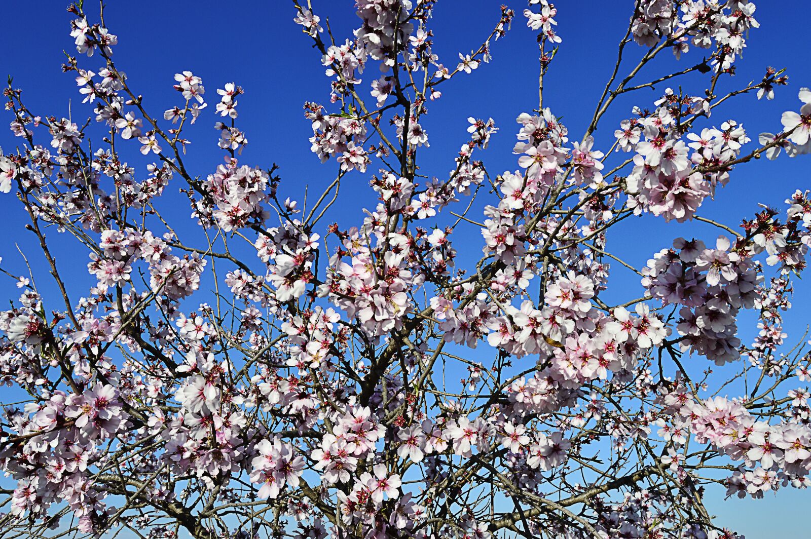 Nikon D3200 sample photo. Almond flowers, flowering, flowery photography