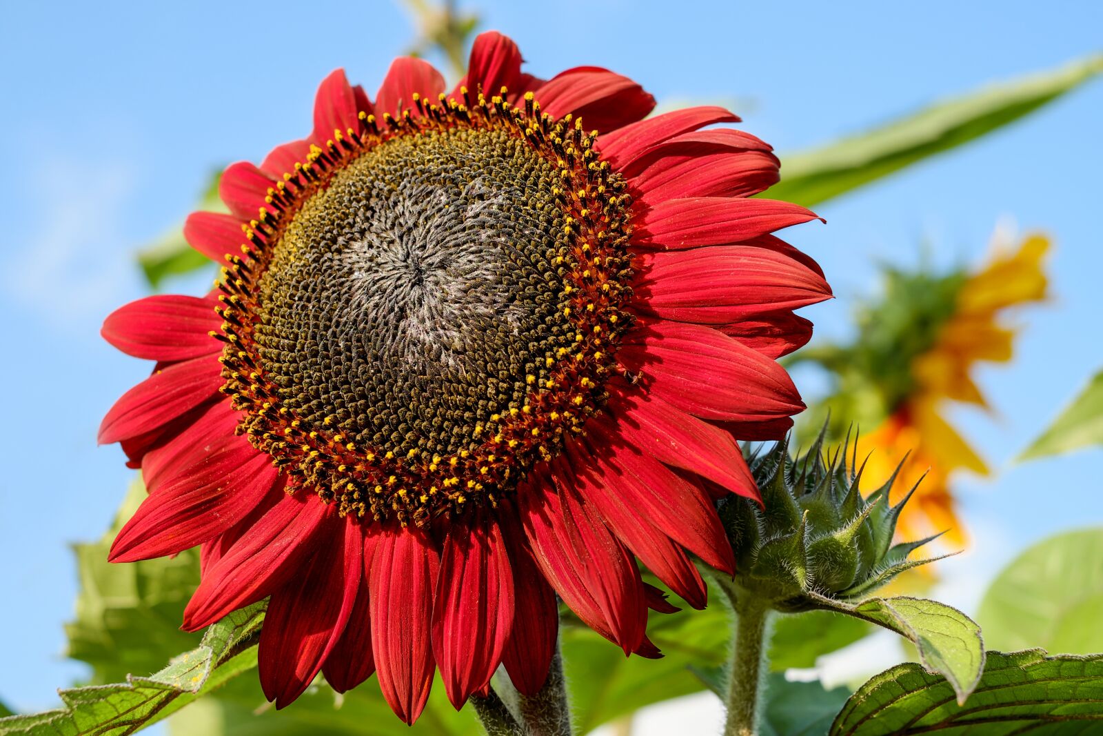 Fujifilm X-T10 + Fujifilm XF 35mm F1.4 R sample photo. Sunflower, flower, blossom photography