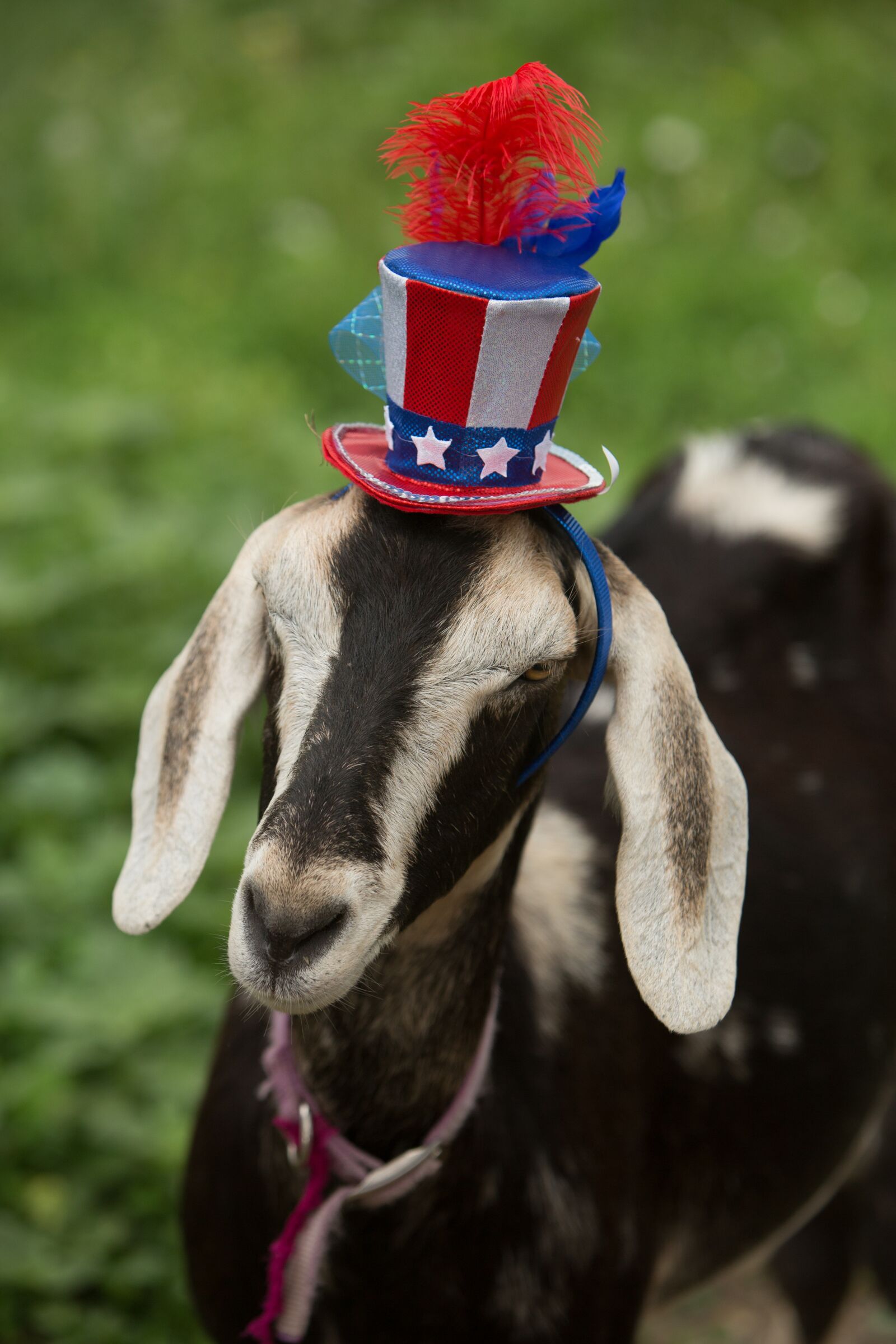 Canon EF 70-200mm F2.8L IS USM sample photo. Patriotic, goat, blue photography