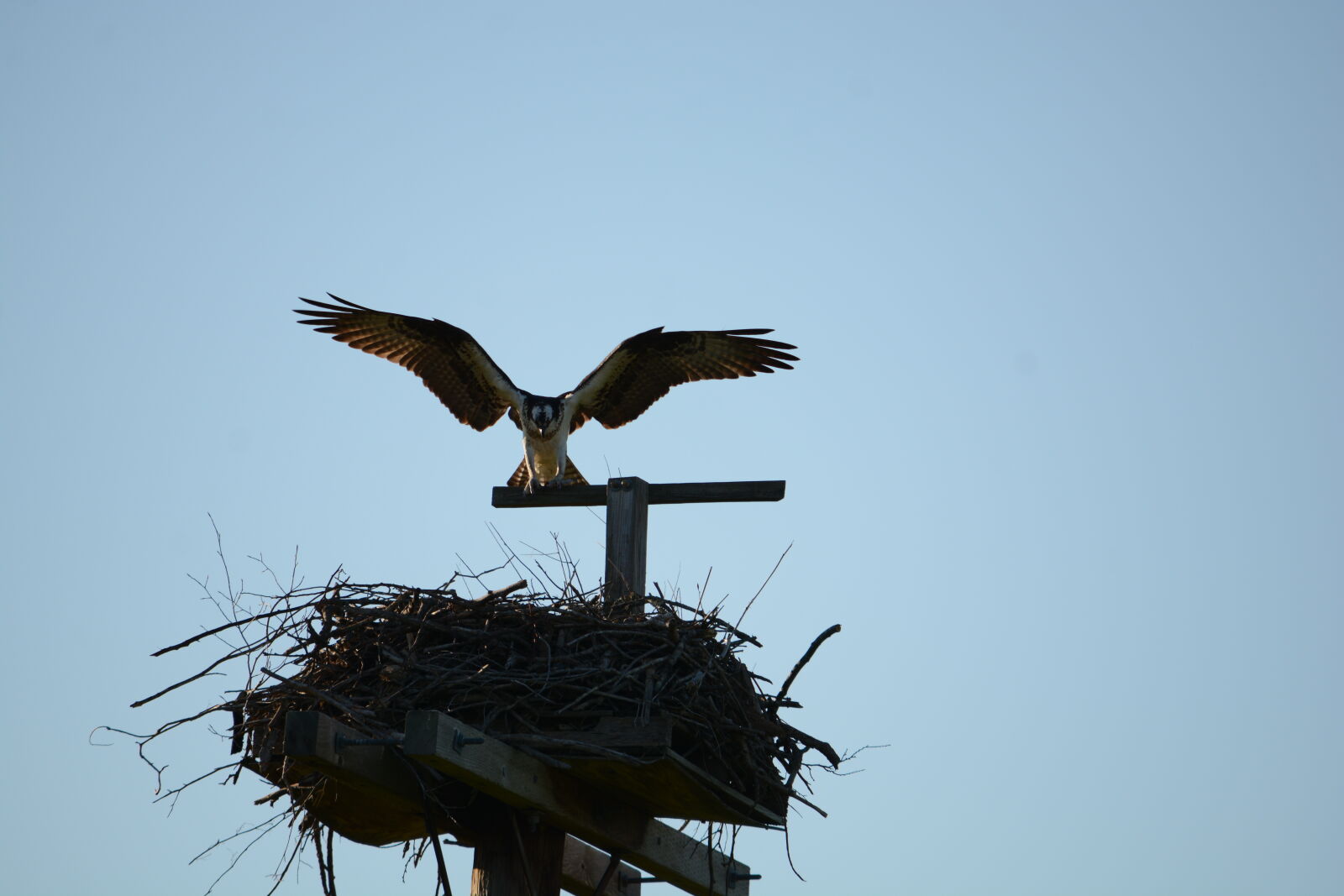Nikon D7100 sample photo