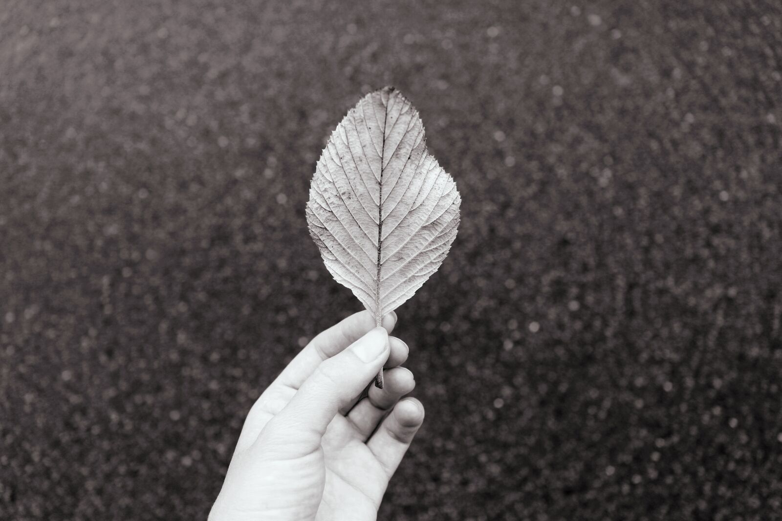 Canon EOS 700D (EOS Rebel T5i / EOS Kiss X7i) sample photo. Hand, holding, autumn photography