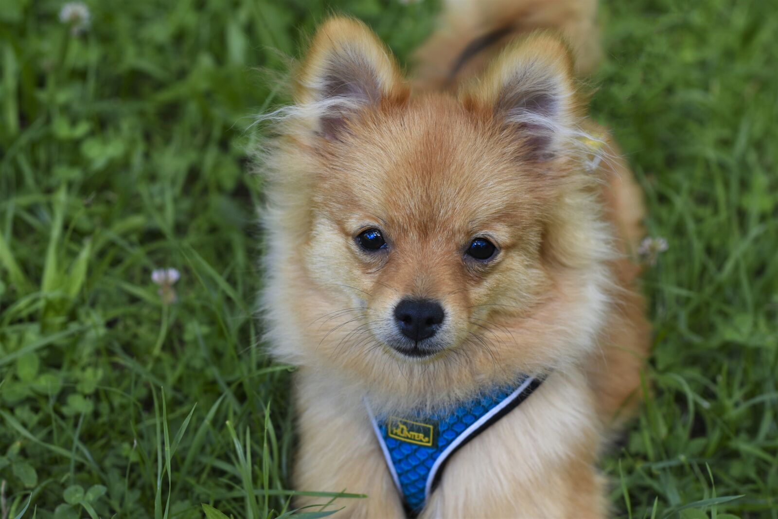 Nikon D7200 sample photo. Pointed, dwarf spitz, puppy photography