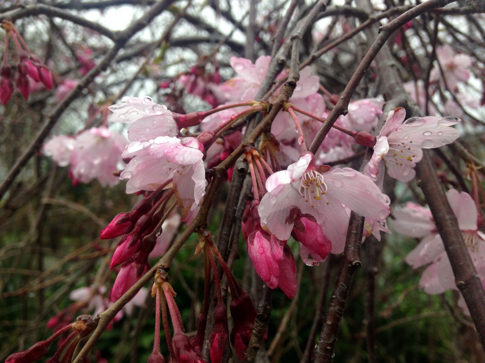 Apple iPhone 5c sample photo. Blossom, flowers, garden, pink photography