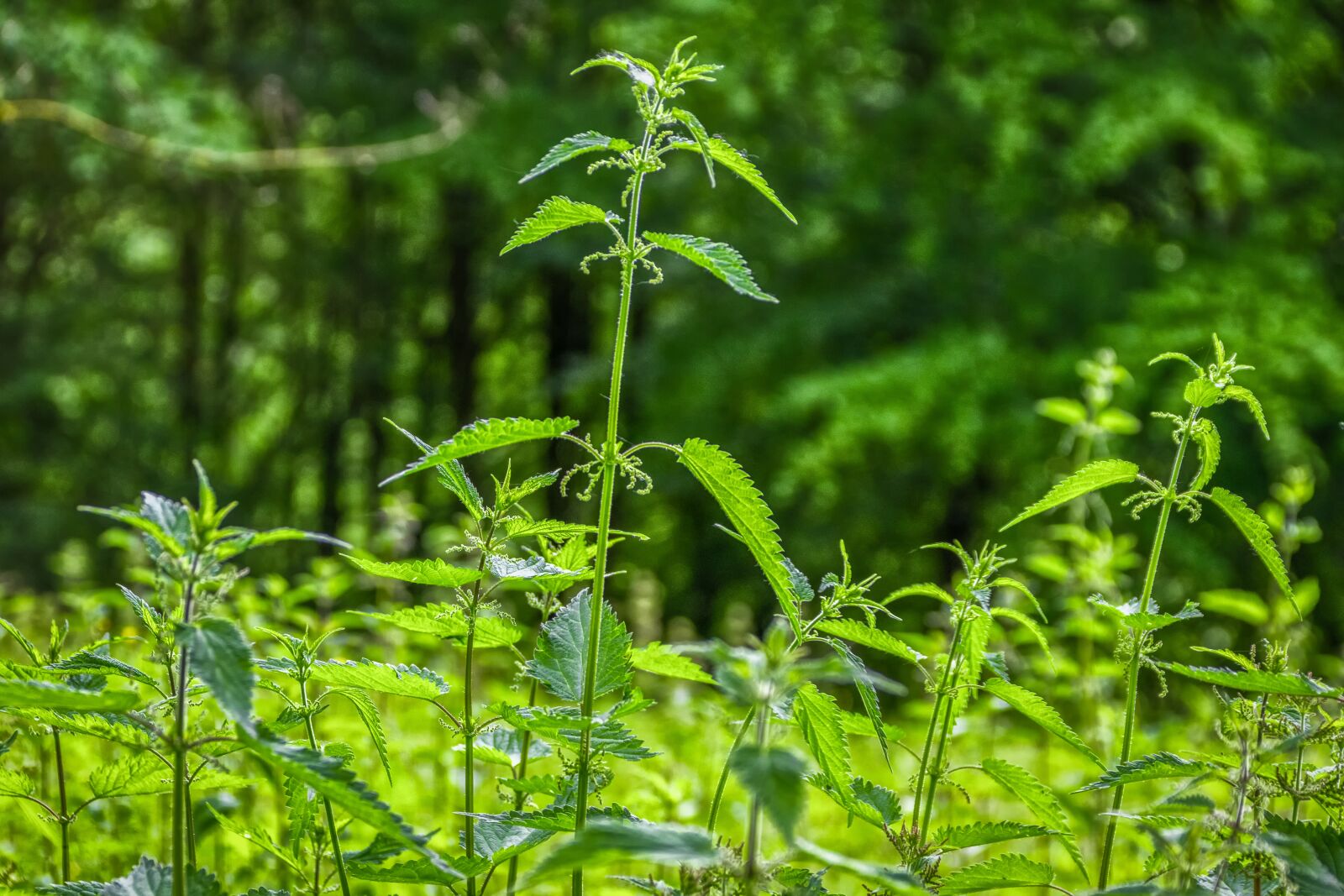 Canon EOS 80D sample photo. Plant, nature, leaf photography