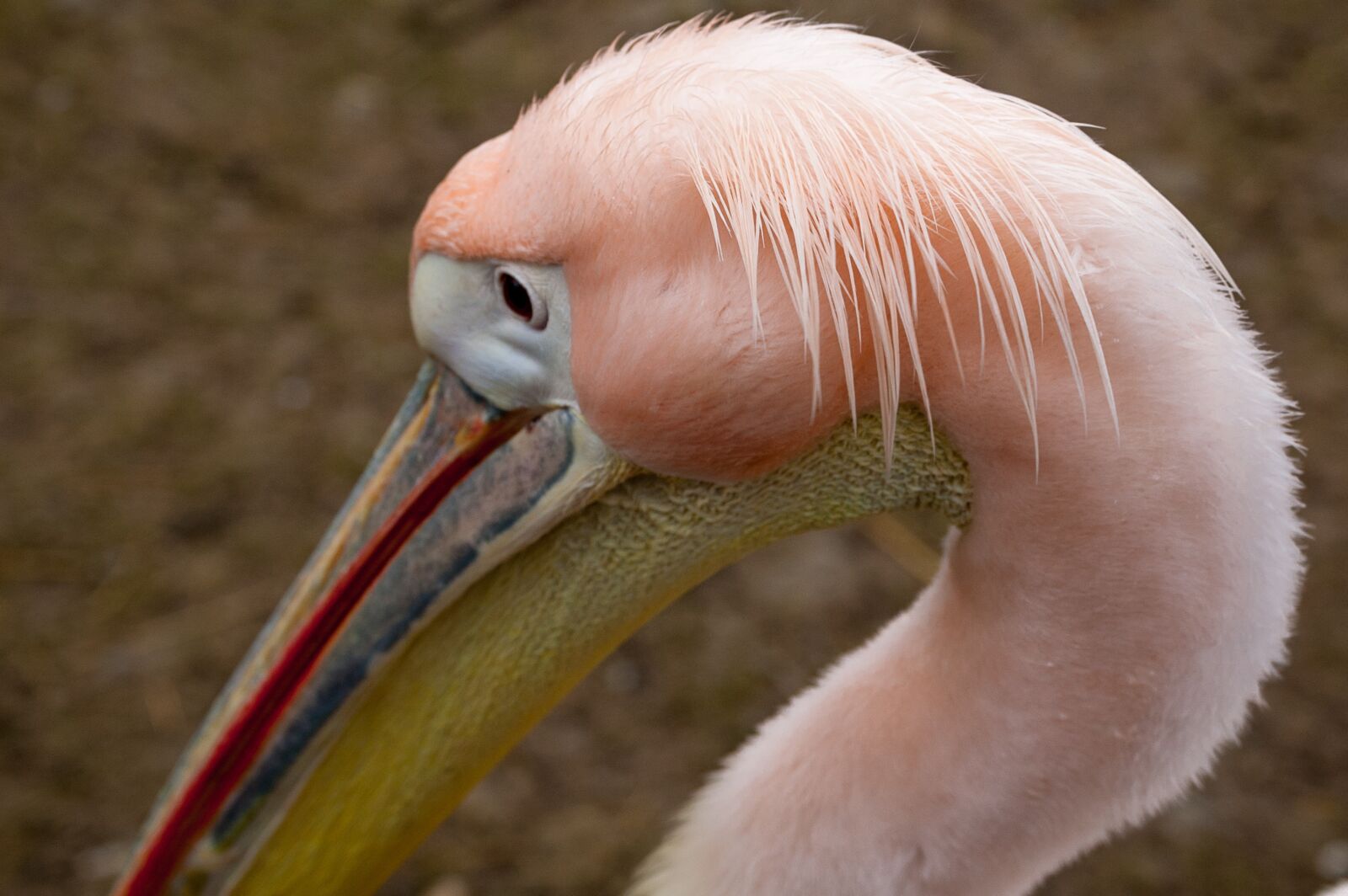 Nikon D40 sample photo. Pelican, bird, nature photography
