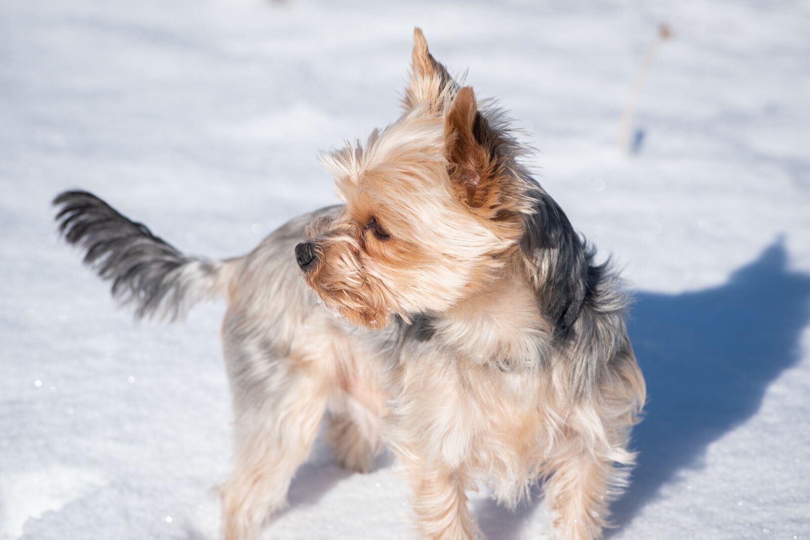 Nikon D750 sample photo. Dog, small, winter photography