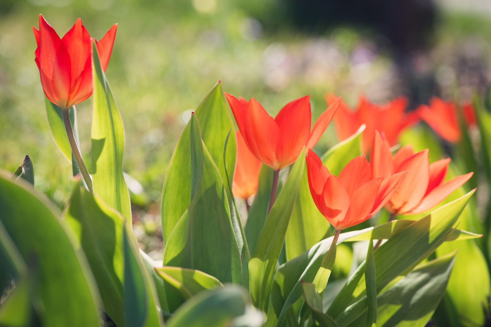 Nikon D750 sample photo. Tulips, red, small tulips photography