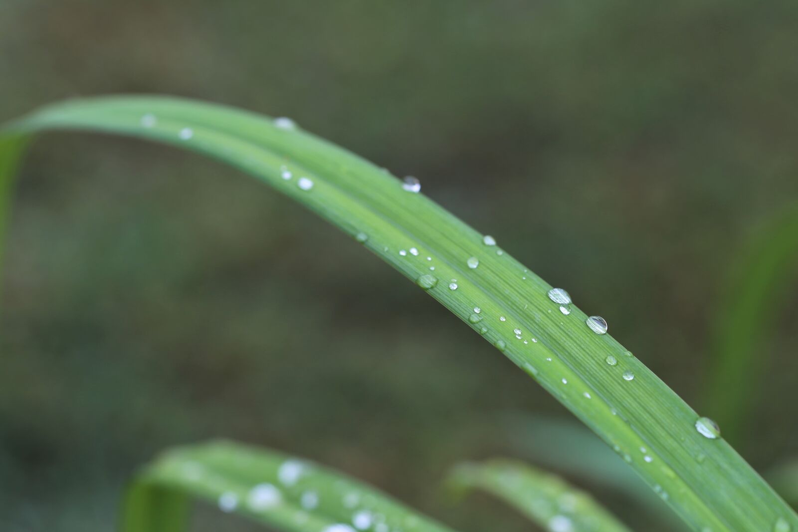 Canon EOS 6D + Canon EF 100mm F2.8 Macro USM sample photo. Grass, rain drops, macro photography