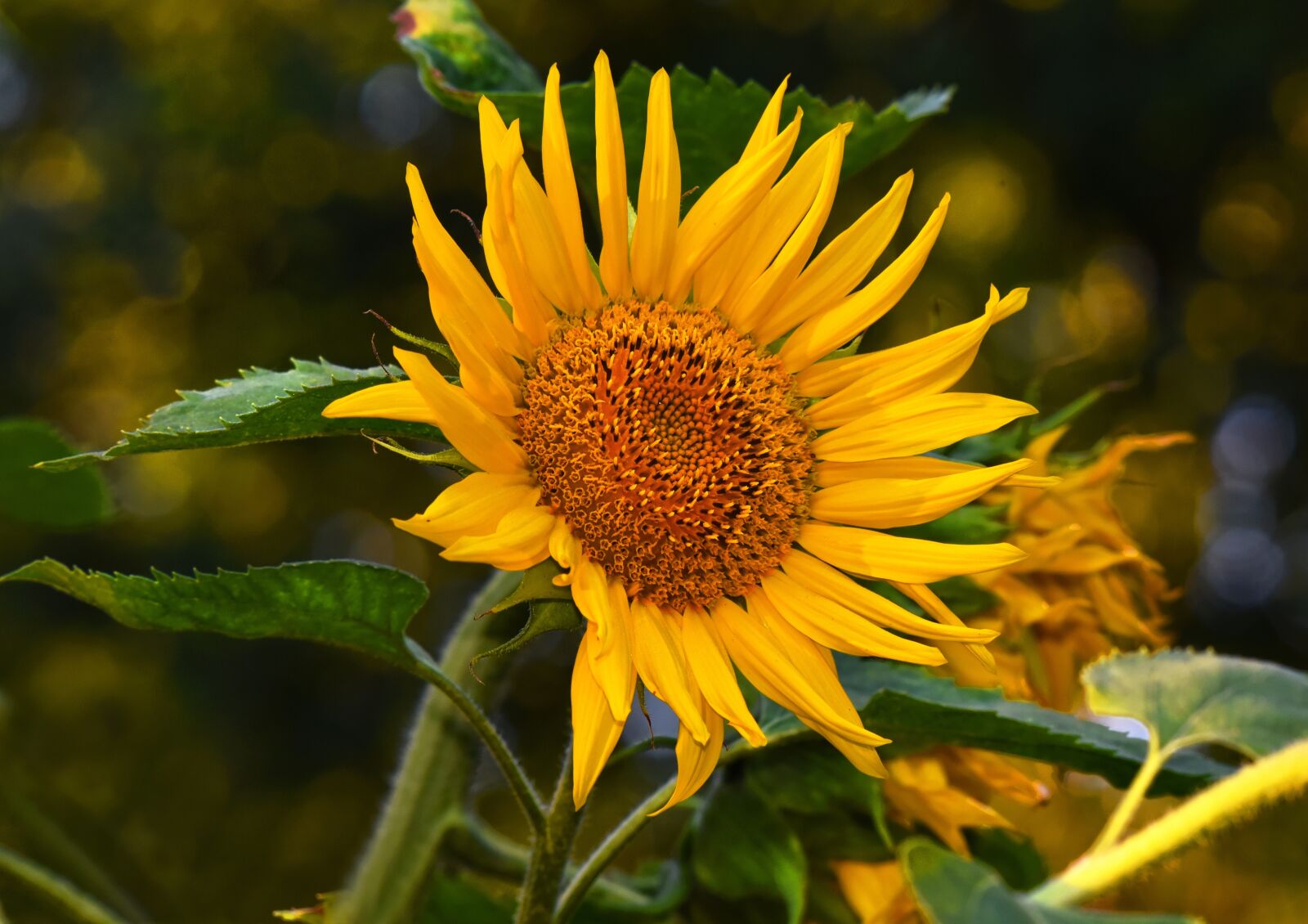 Nikon D750 sample photo. Sunflower, flower, plant photography