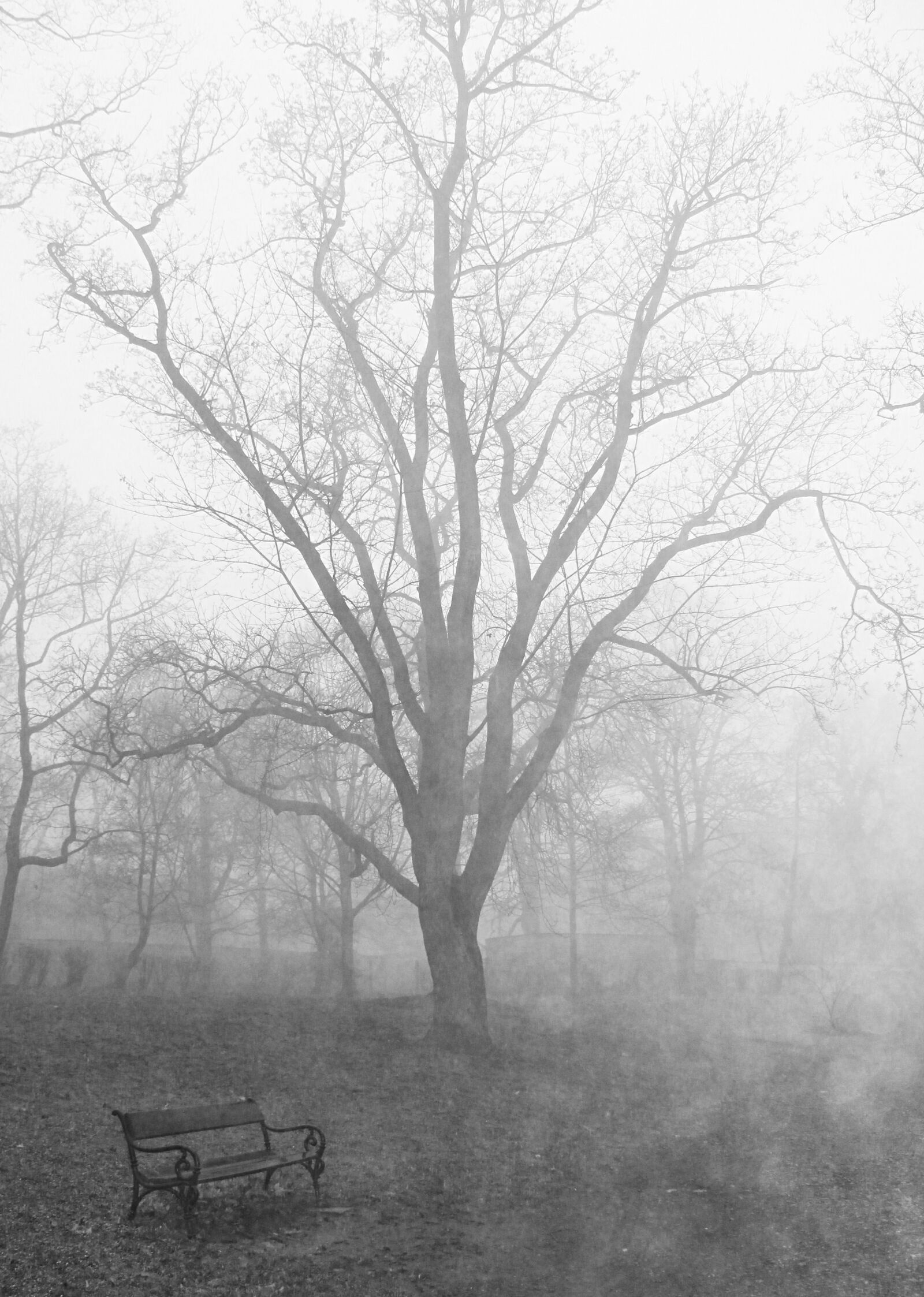 Canon EOS 1200D (EOS Rebel T5 / EOS Kiss X70 / EOS Hi) sample photo. Fog, tree, autumn photography