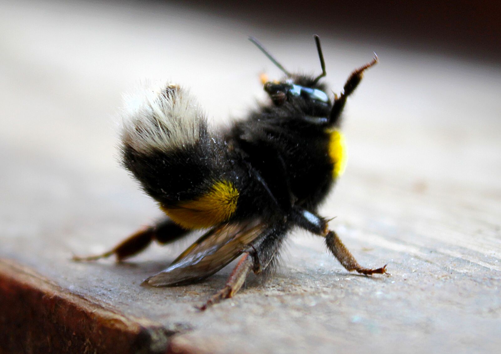 Canon EOS 1200D (EOS Rebel T5 / EOS Kiss X70 / EOS Hi) sample photo. Bumblebee, insect, macro photography