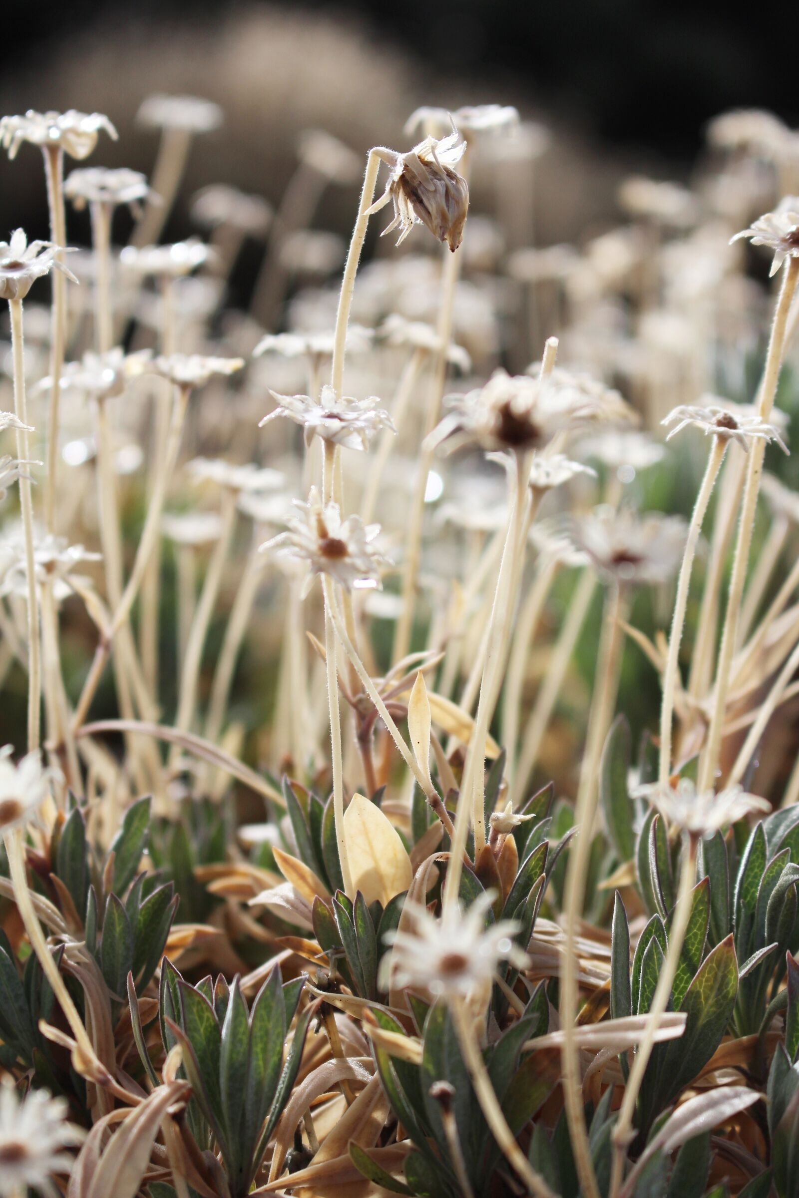 Canon EOS 700D (EOS Rebel T5i / EOS Kiss X7i) sample photo. Dry, dried, faded photography