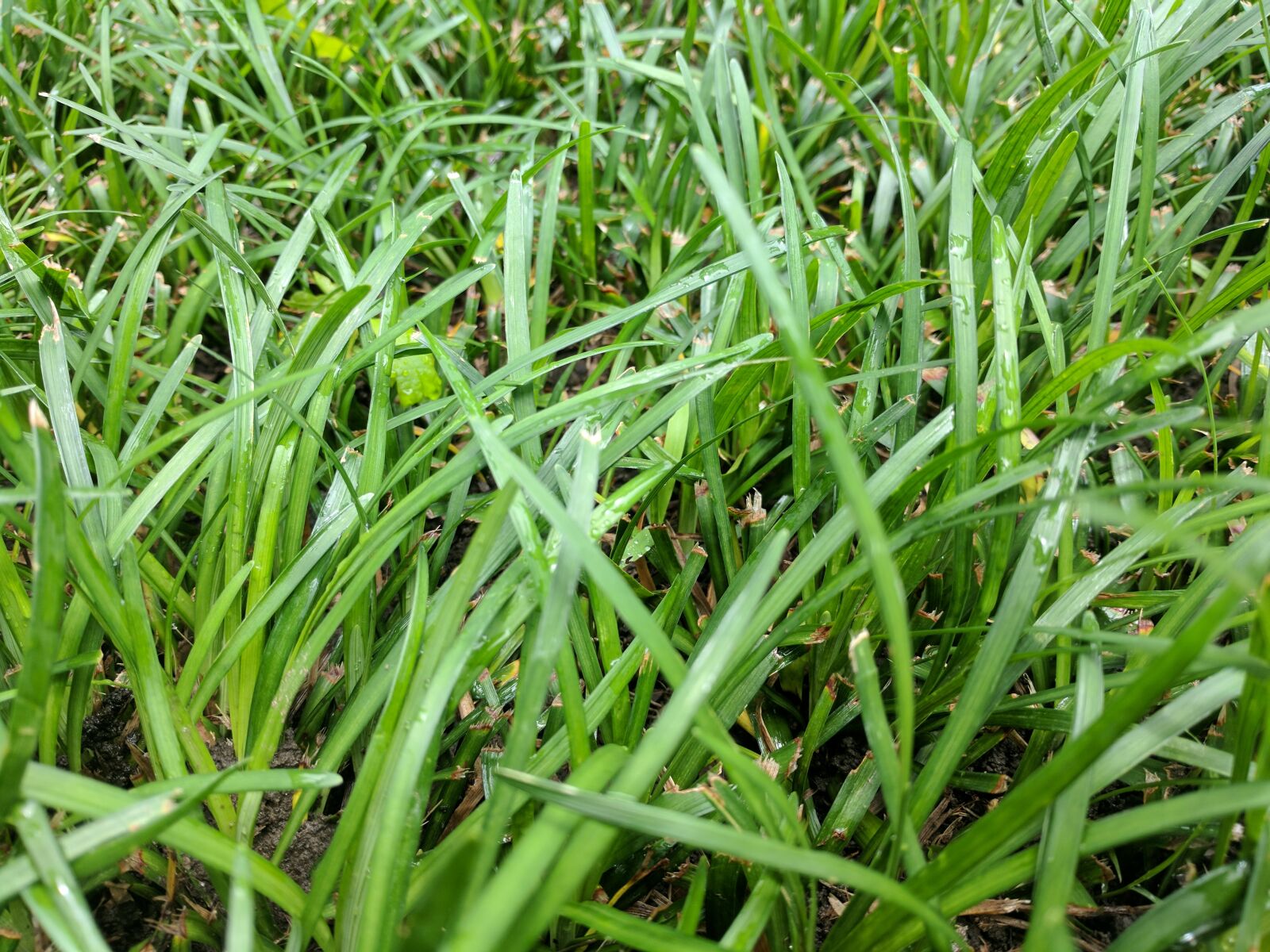 Google Pixel XL sample photo. Blade, of, grass, grass photography