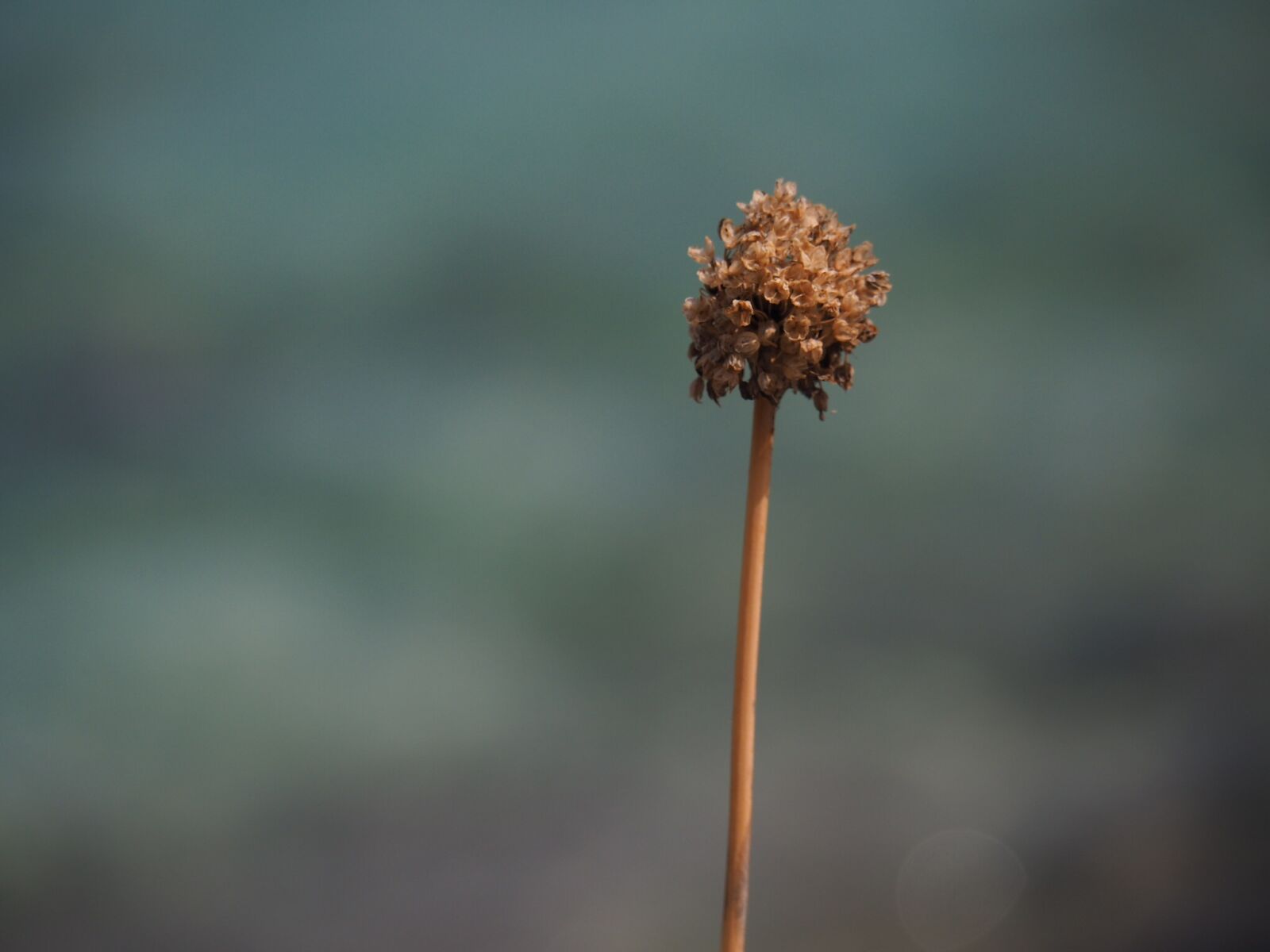 Olympus OM-D E-M5 II sample photo. Flower, close up, color photography