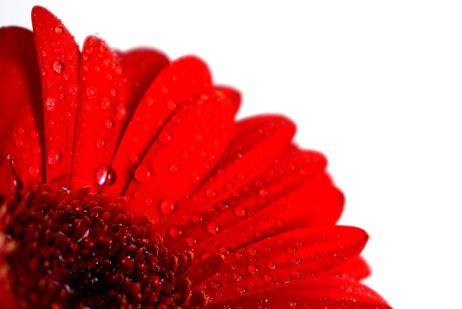 Nikon D3300 sample photo. Flower, water, macro photography