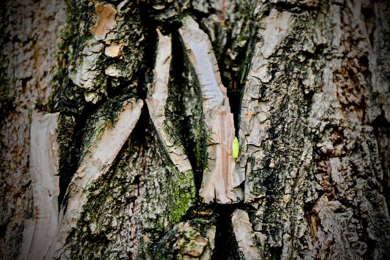 Canon EOS 6D Mark II sample photo. Tree, green, nature photography