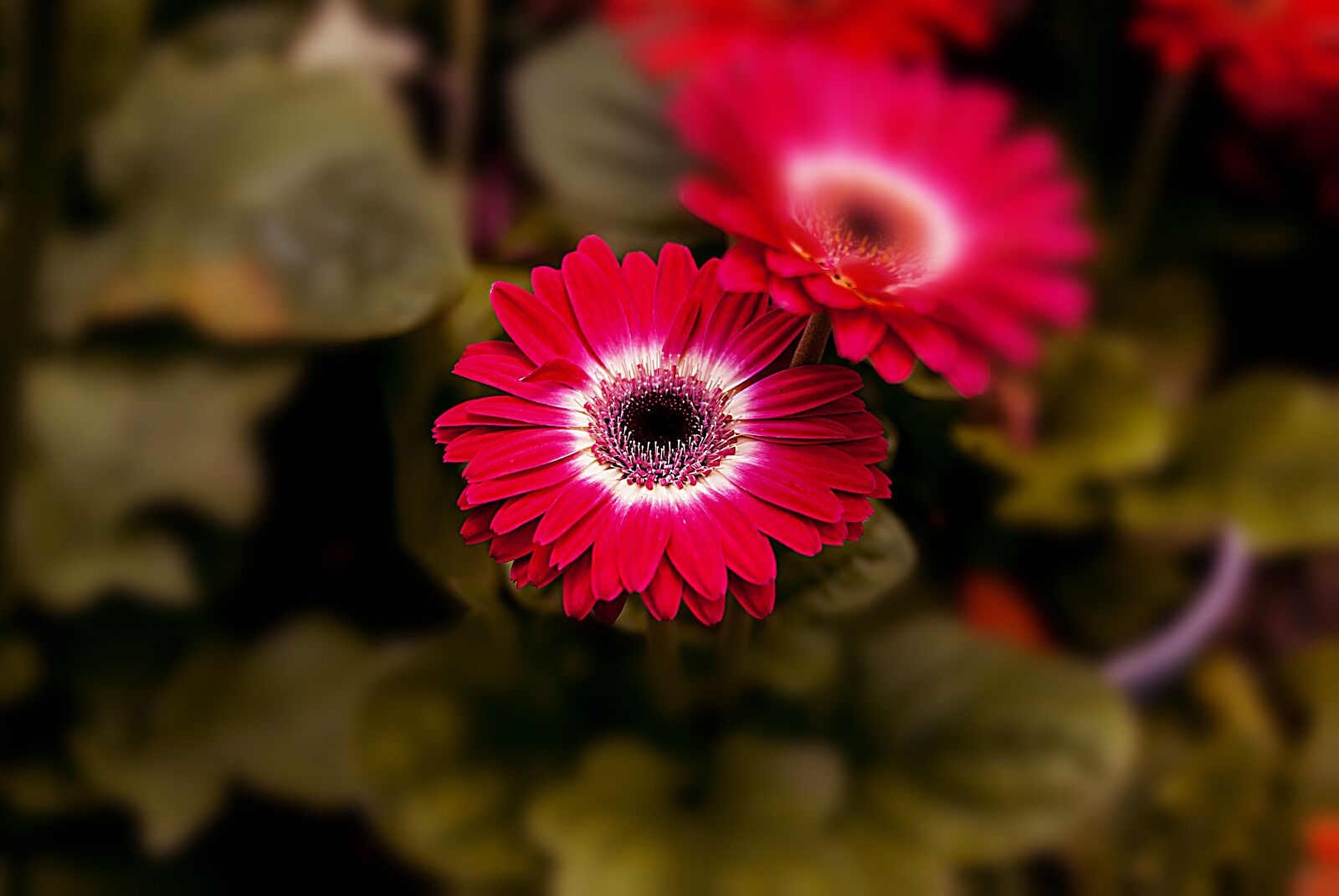 Nikon D60 sample photo. Flower, nature, romantic photography