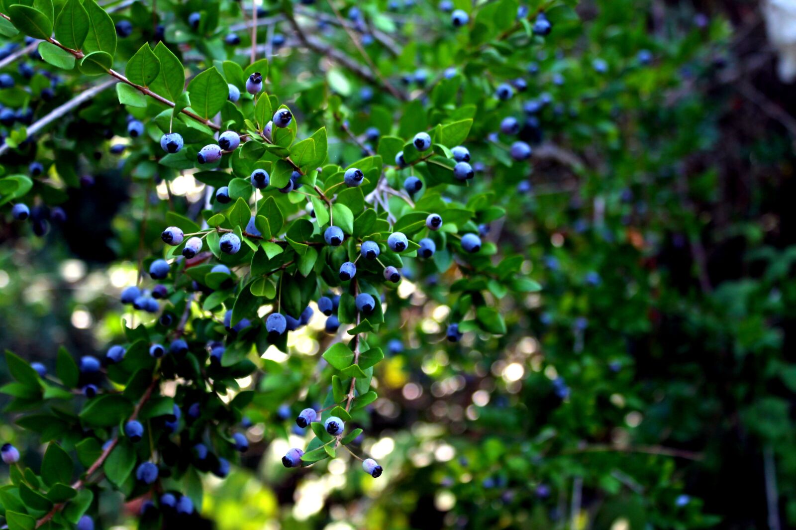 Canon EOS 1100D (EOS Rebel T3 / EOS Kiss X50) sample photo. Nature, green, tree photography