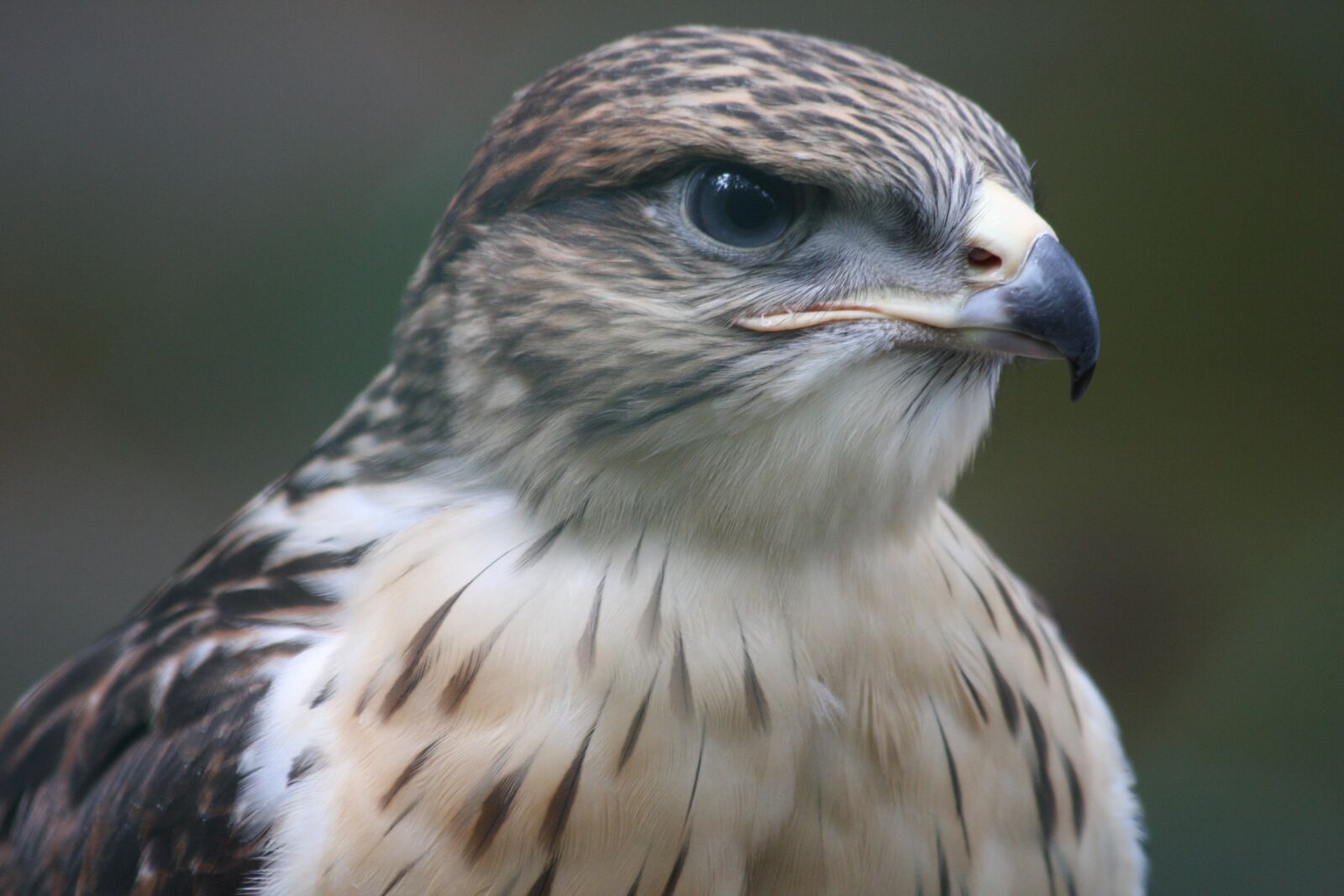 Canon EOS 40D sample photo. Ferruginous hawk, portrait, magnificent photography