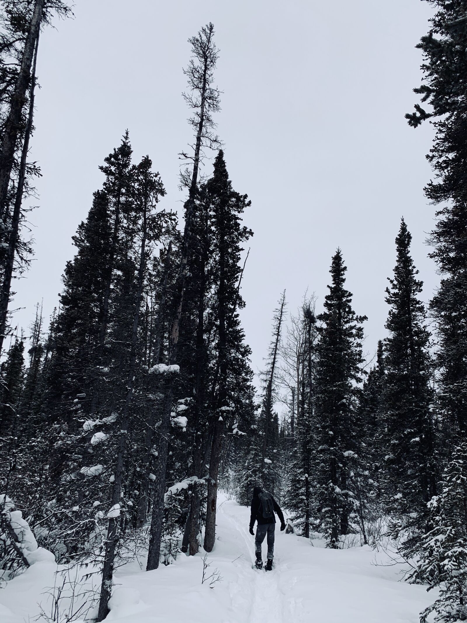 Apple iPhone XS sample photo. Nature, yukon, canada photography