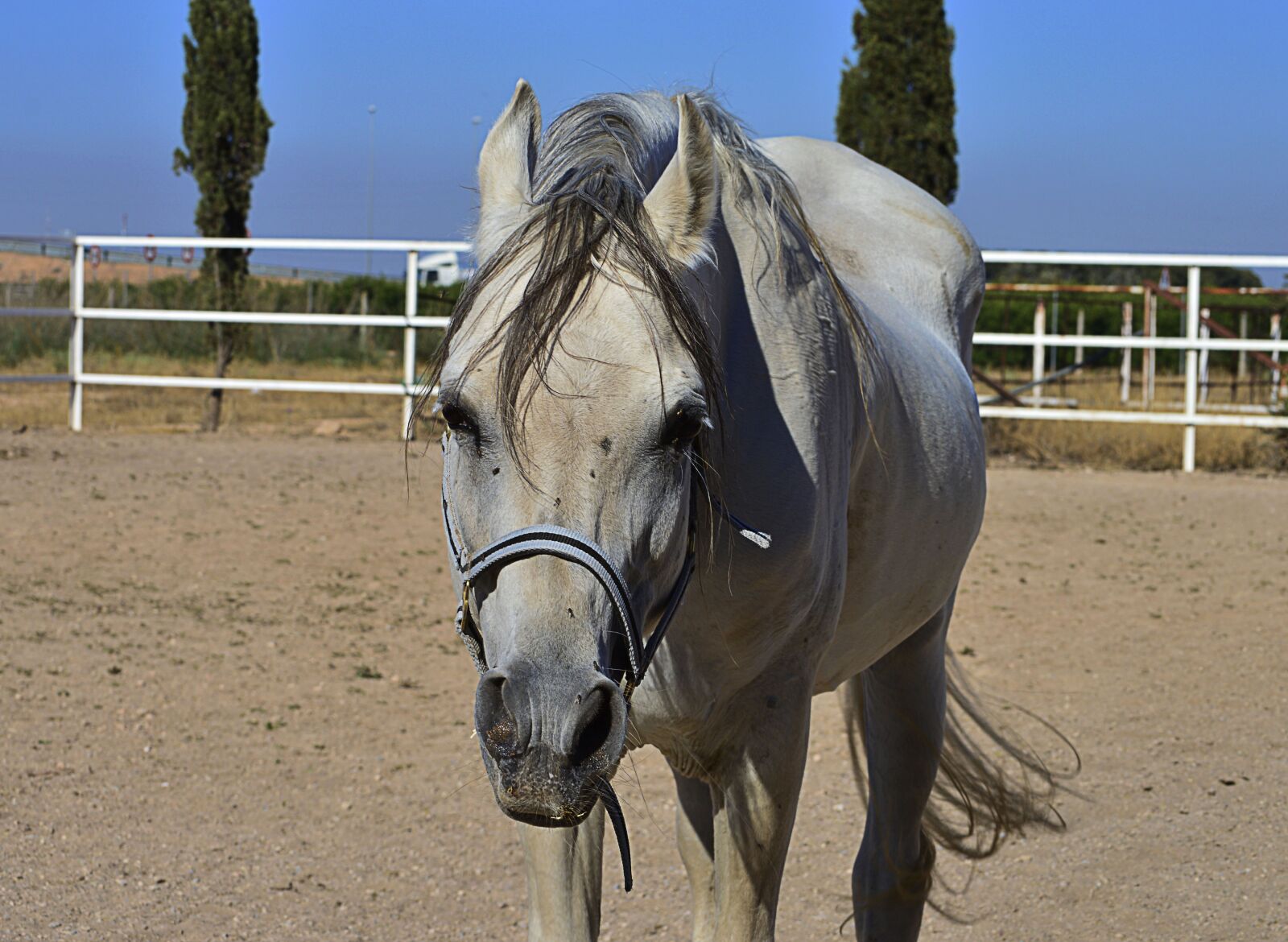 Nikon D3200 sample photo. Head, horse head, horse photography