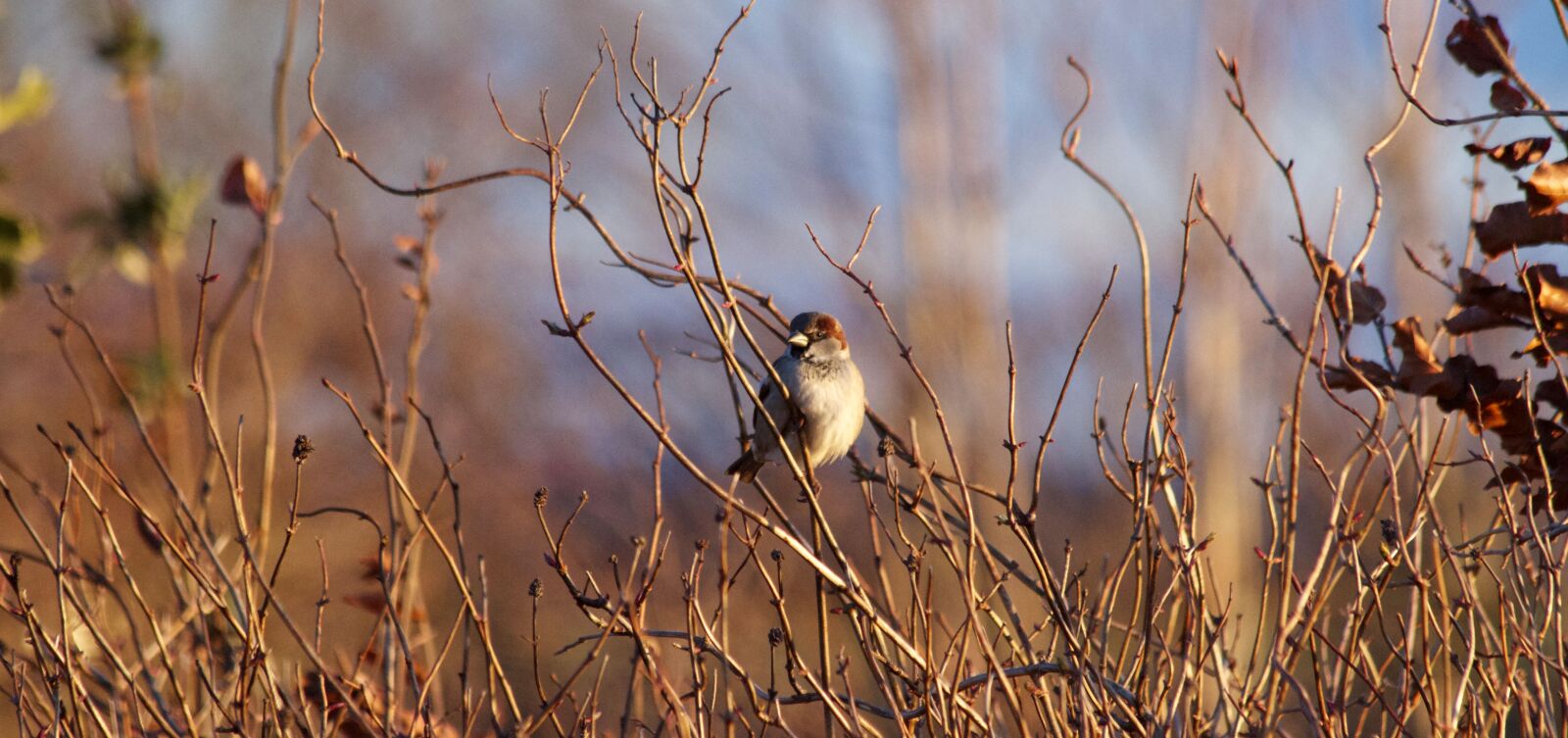 Canon EOS 7D sample photo. Nature, outdoors, bird photography