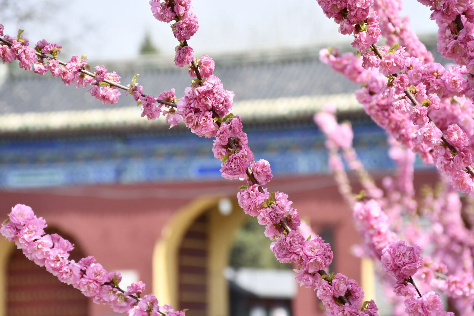 Nikon D7500 sample photo. Park, flowers, spring photography